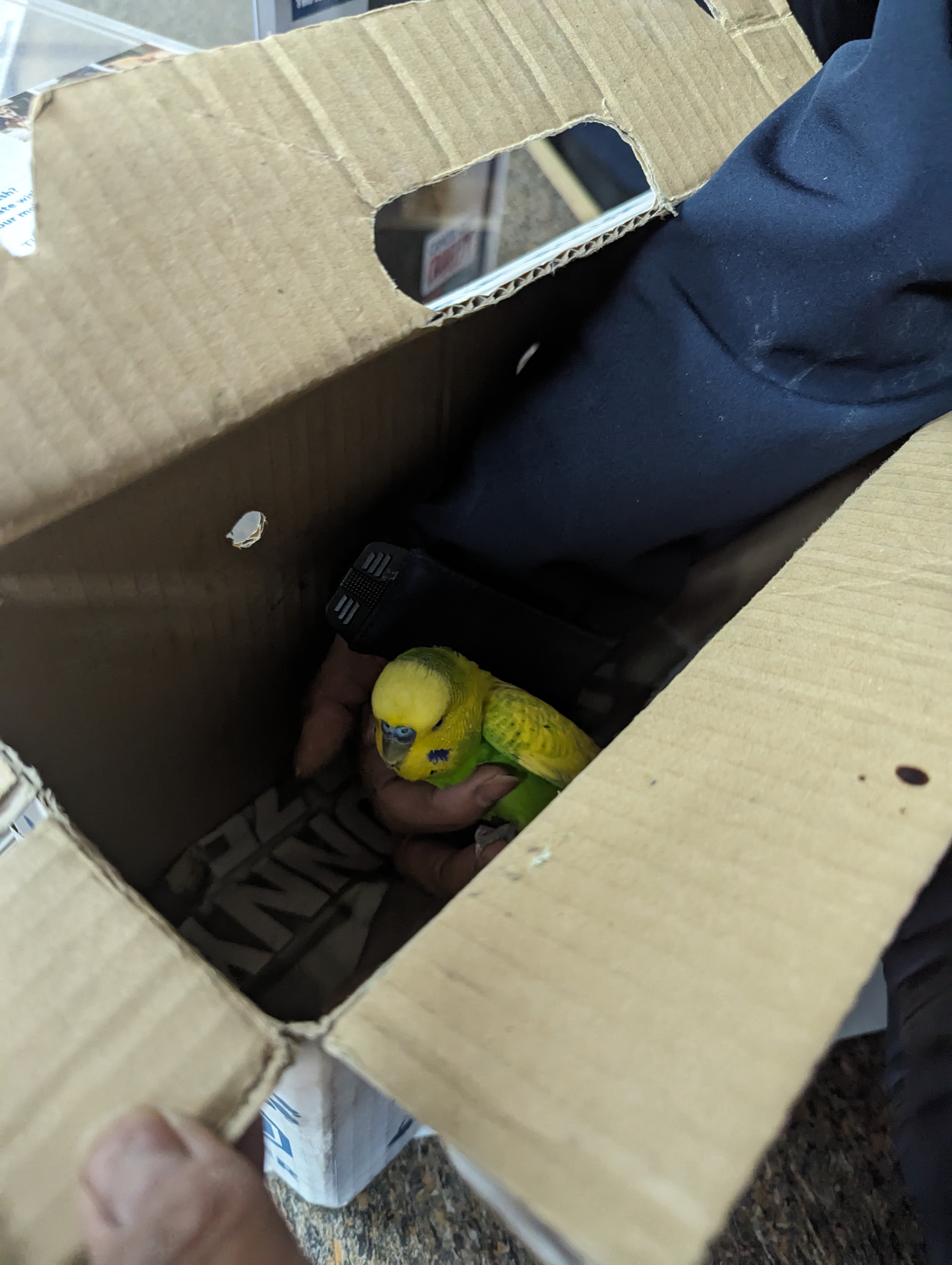 A yellow and green budgie inside a cardboard box