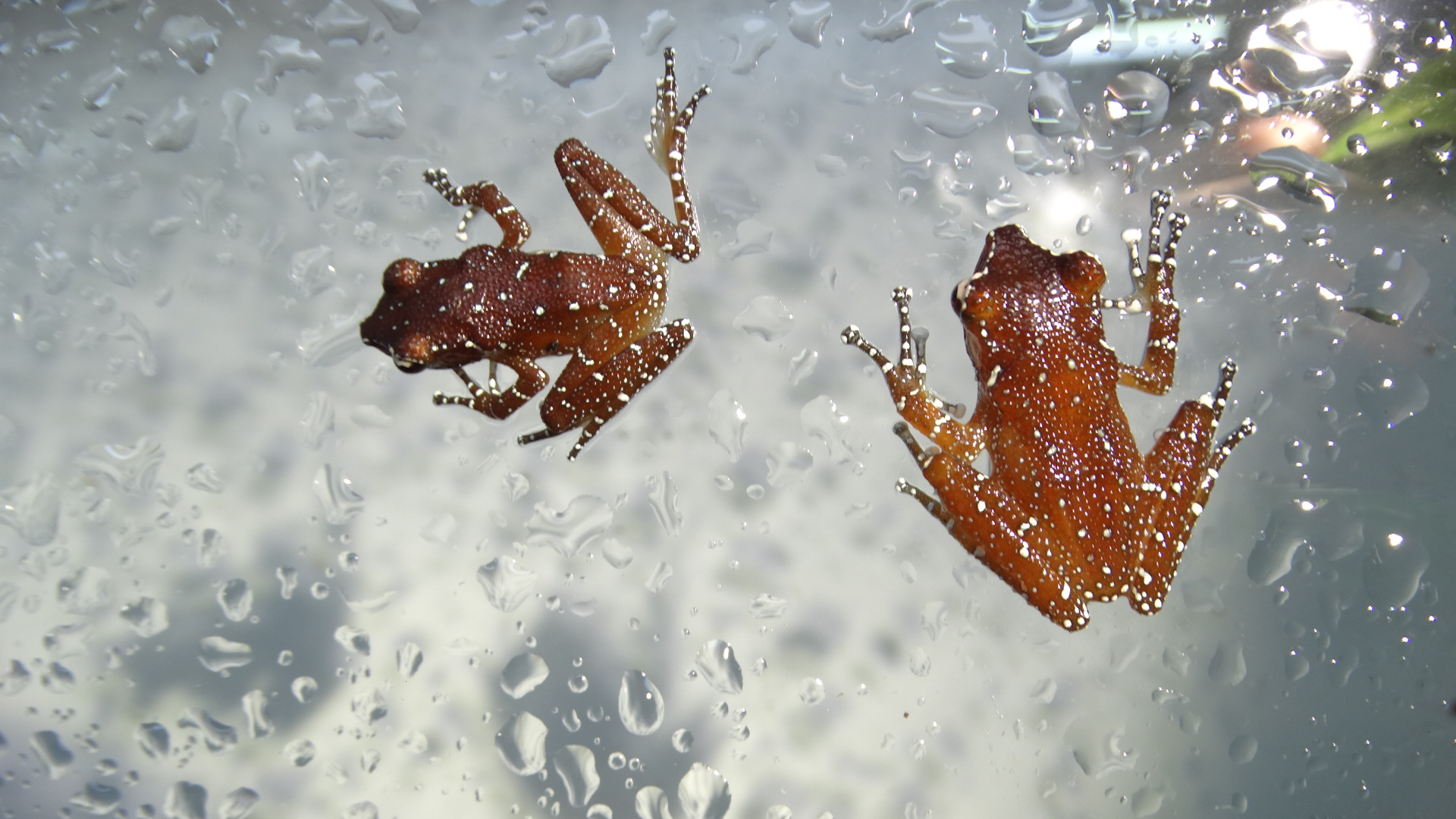 Two cinnamon froglets sat on glass