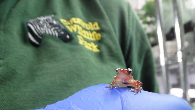 Frog species in ‘perilous state’ bred at Cotswold Wildlife Park ...