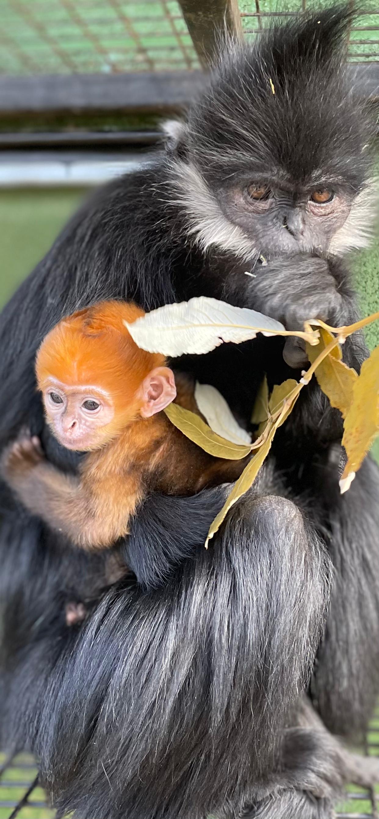 The baby monkey with bright orange hair being held by its mother 
