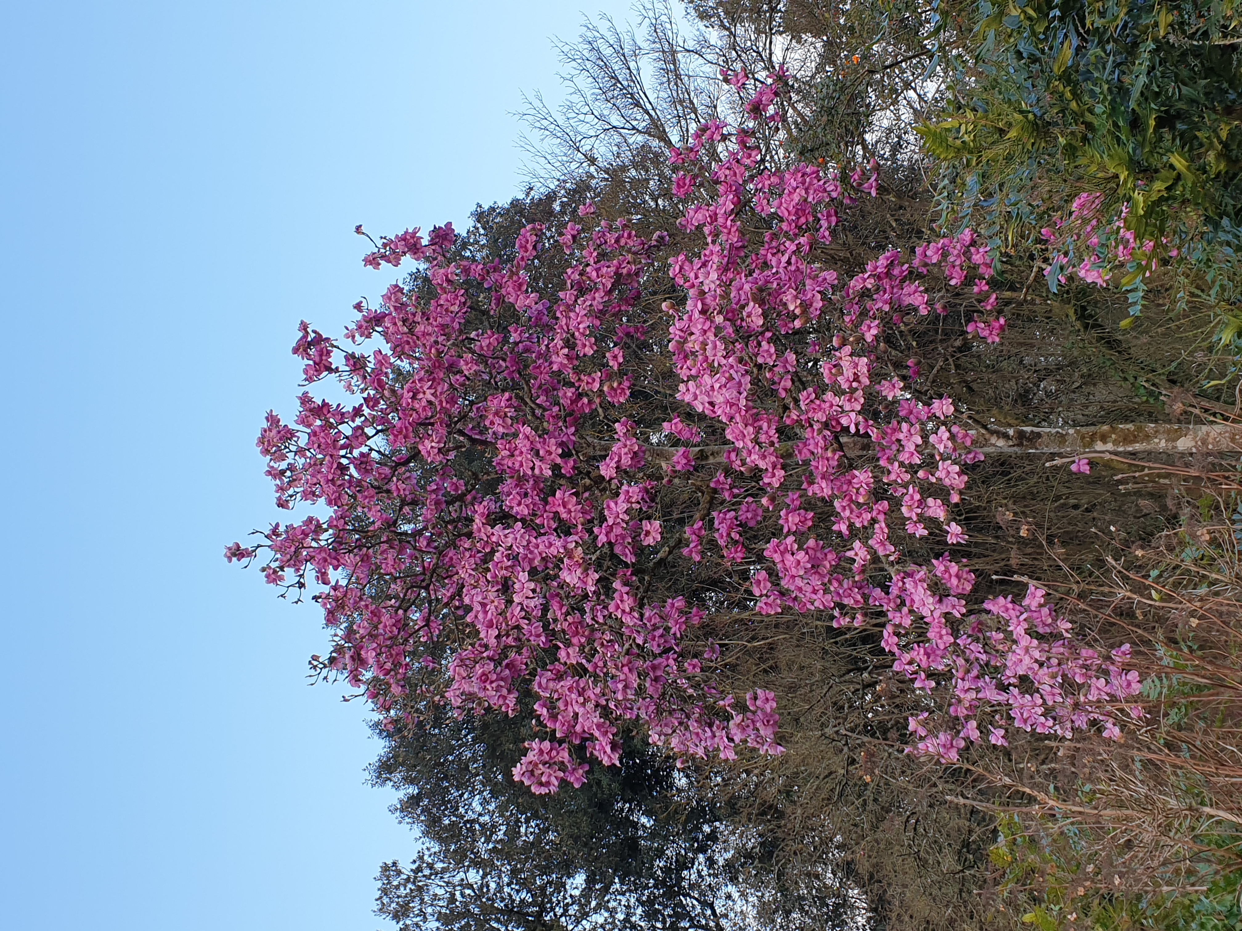 Deep pink tree of Magnolia campbellii blooming weeks ahead of schedule at Dyffryn Gardens, Vale of Glamorgan 