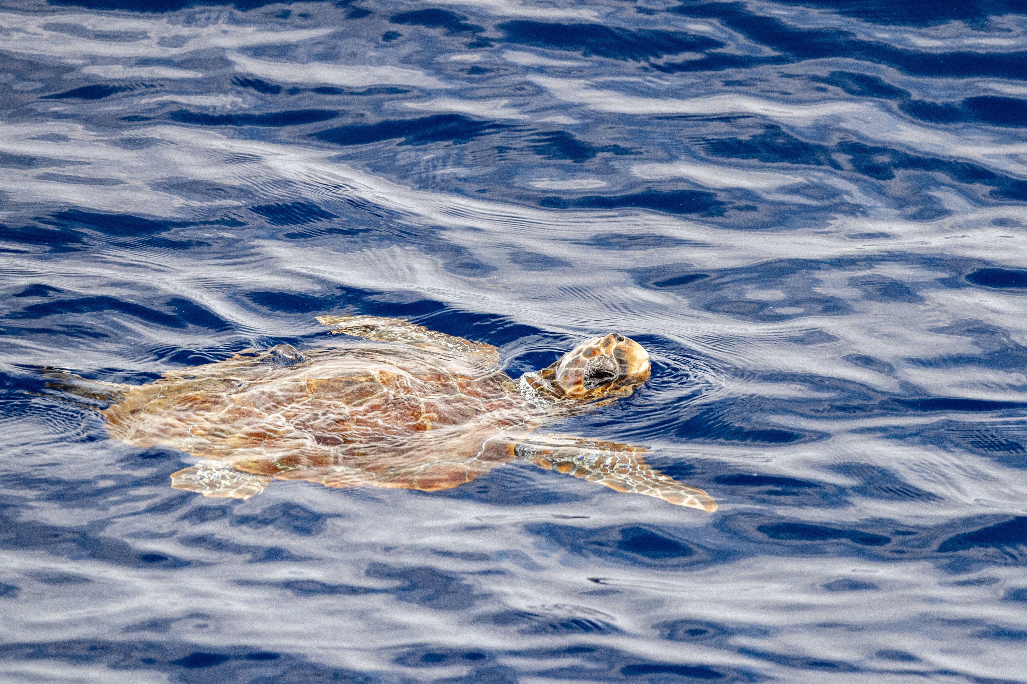 Loggerhead turtle near sea surface for breathing in Mediterranean 