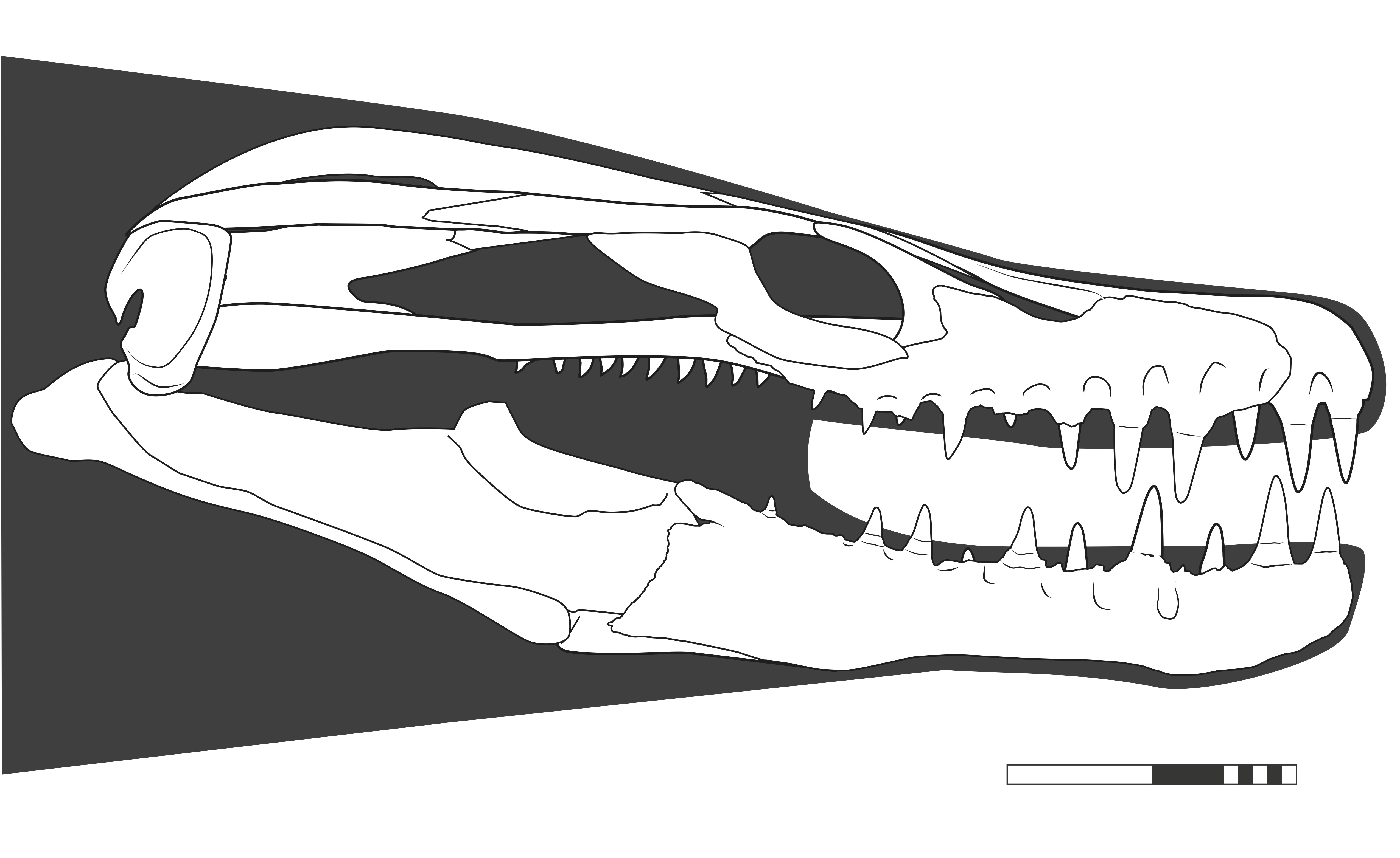 A reconstruction of the elongated Khinjaria acuta skull