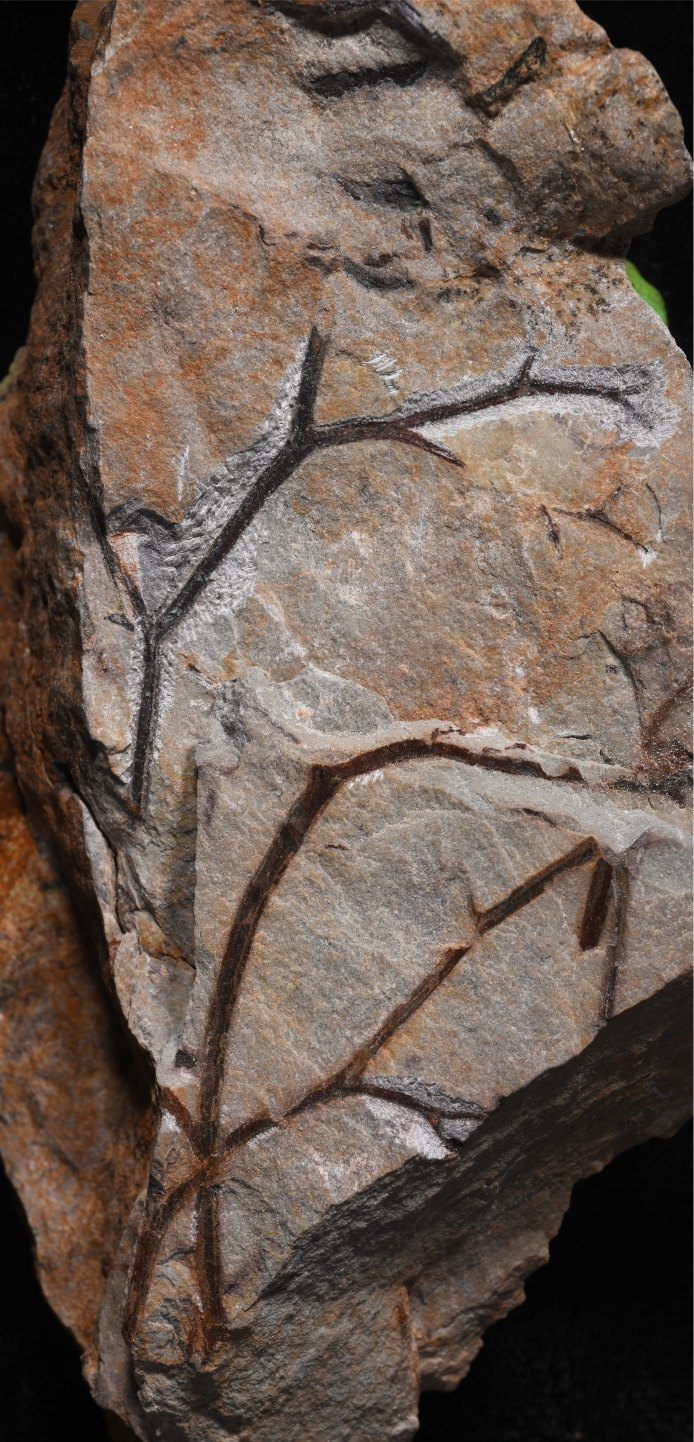 Ancient plant twigs from what is thought to be the world's oldest fossil forest