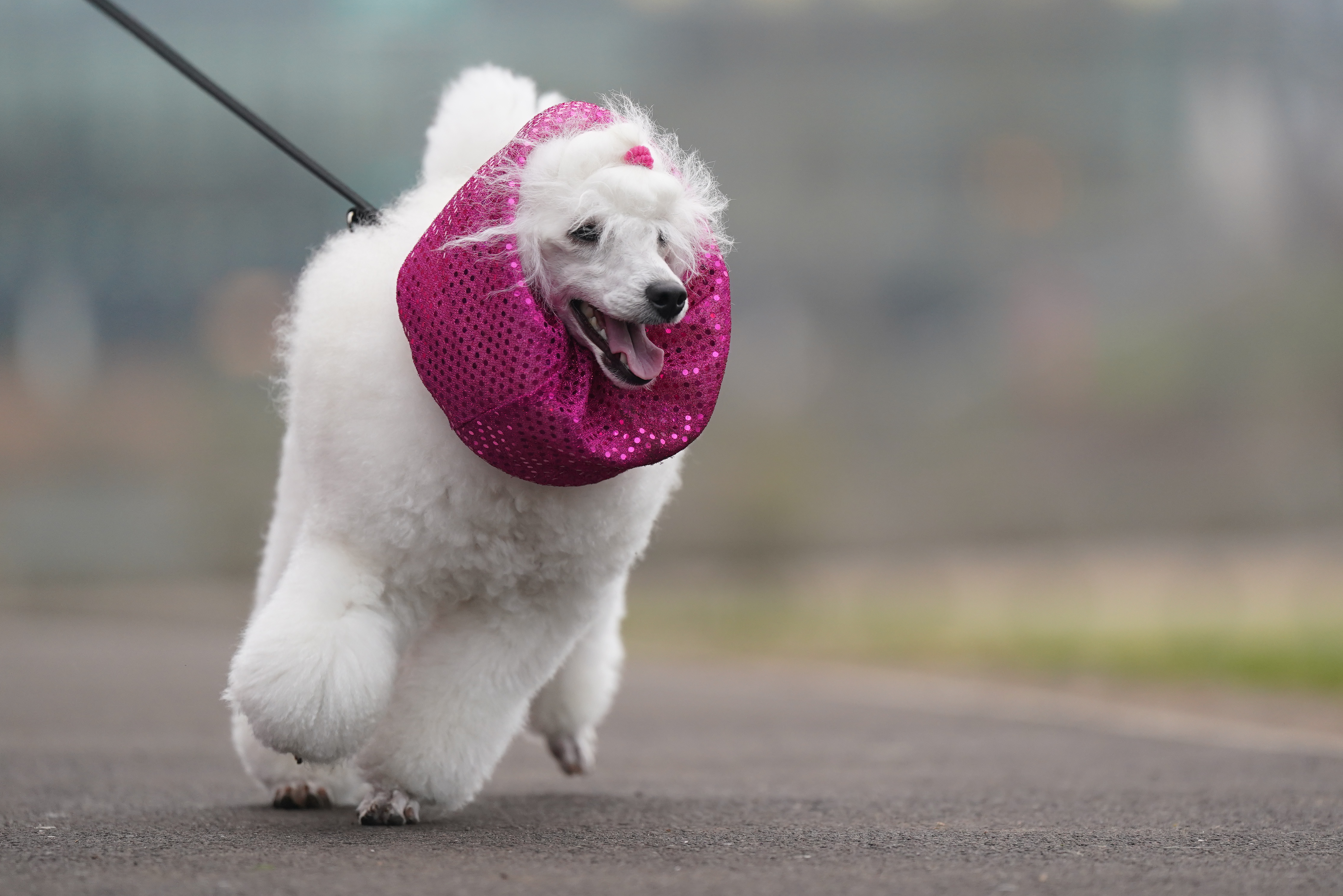 A poodle wearing a bright pink scarf arriving at the Crufts Dog Show 