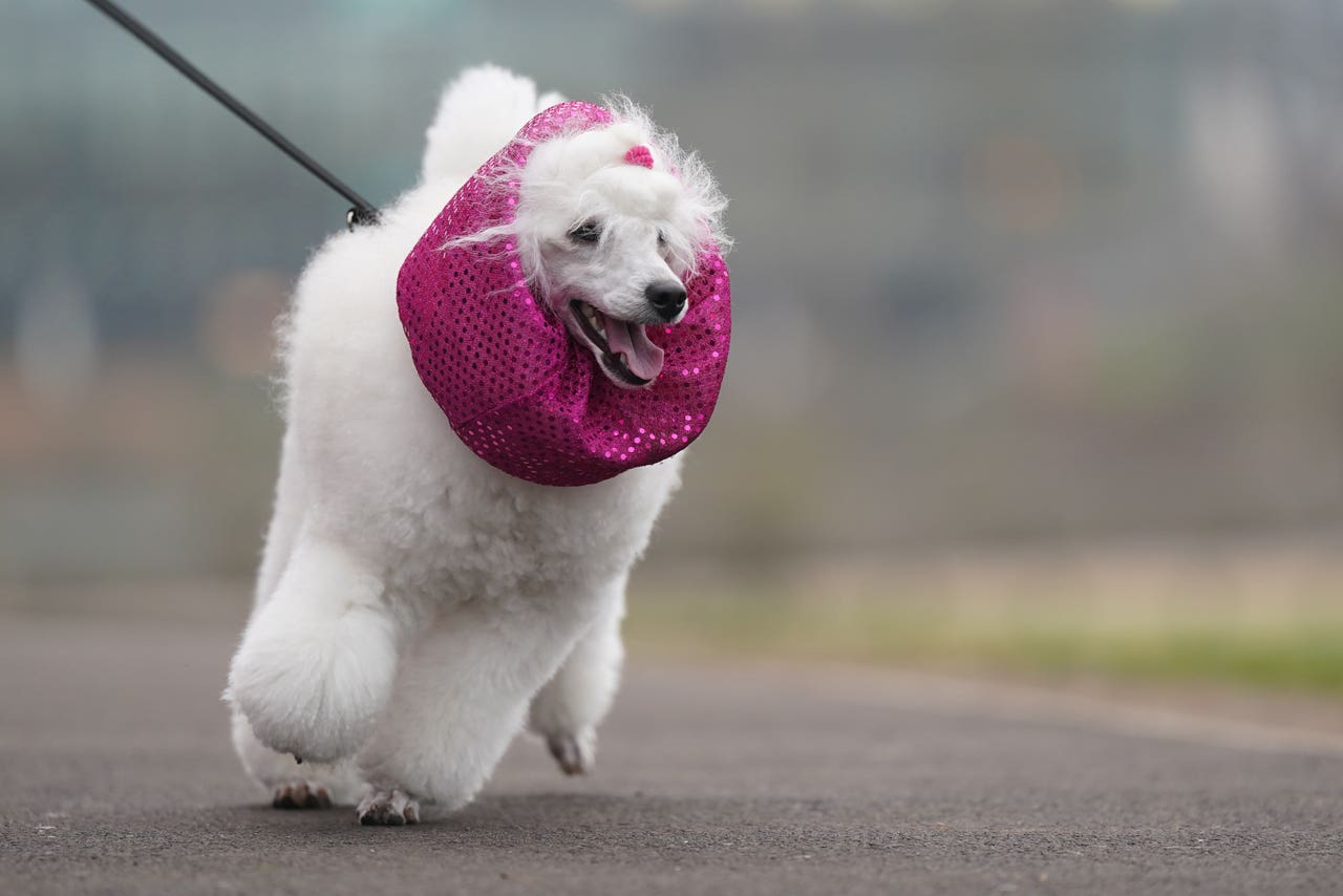 Dogs wearing colourful coats and scarves descend on Birmingham for