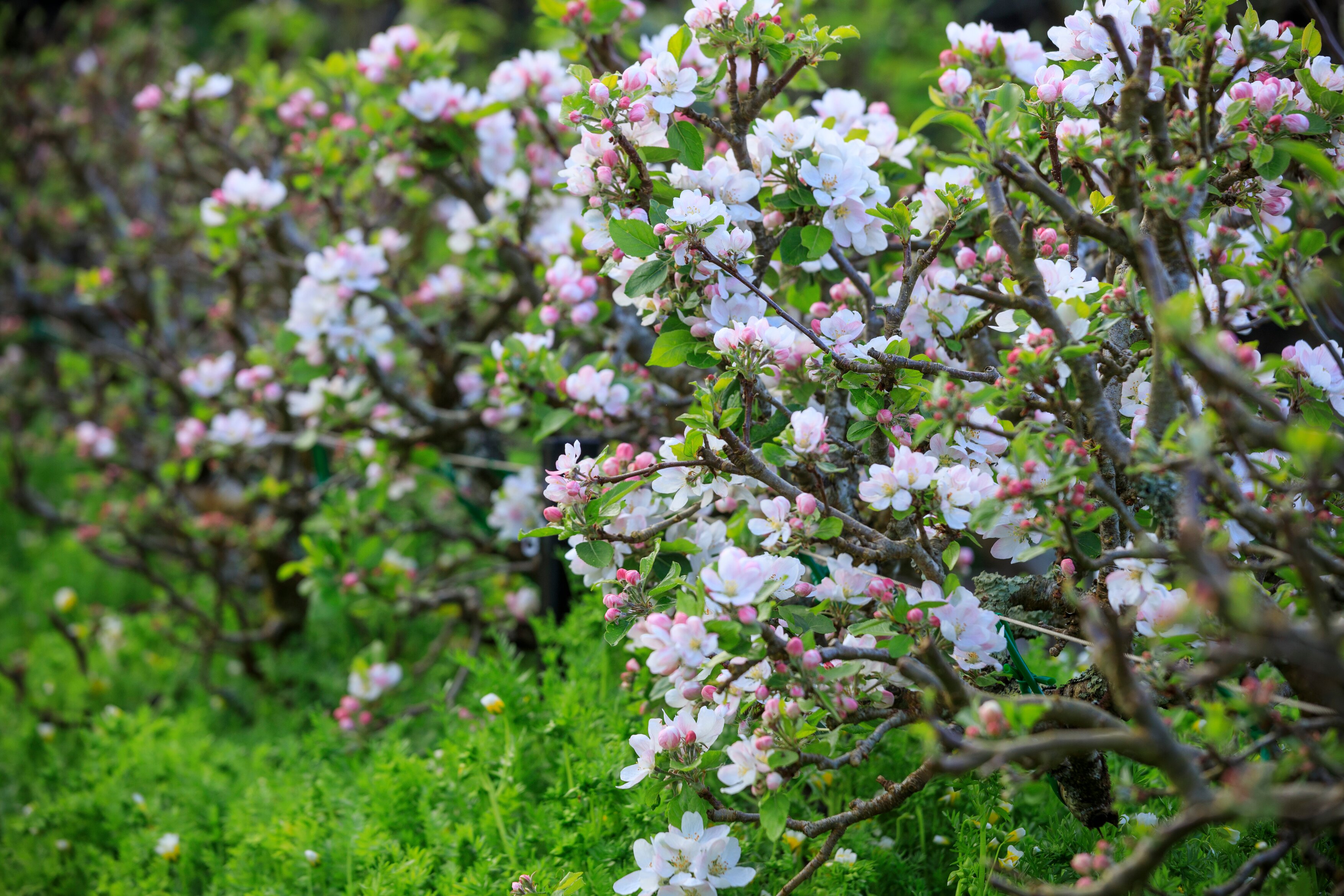 An apple tree in blossom
