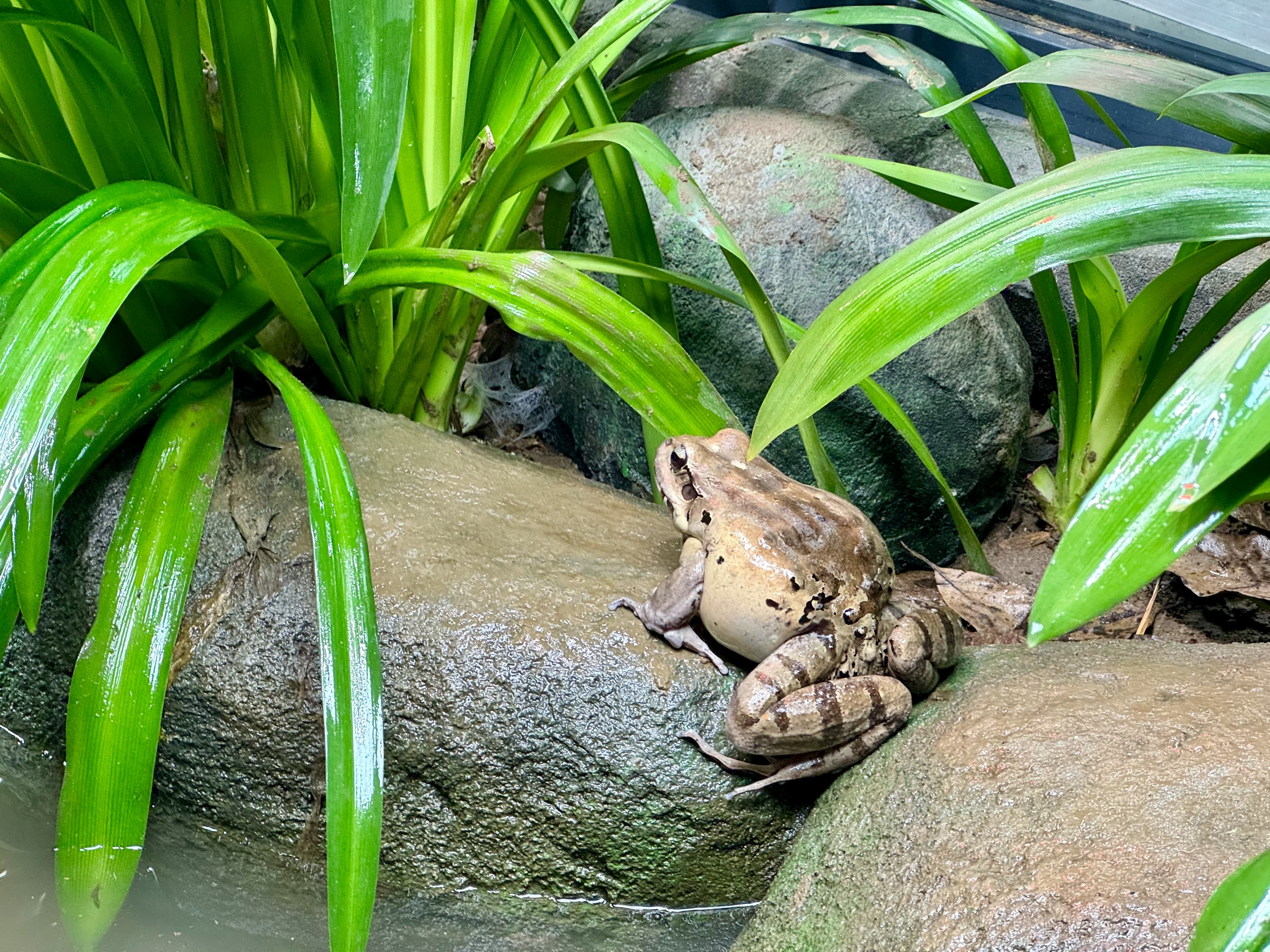 Adult mountain chicken frog sitting on rock amid greenery at London Zoo