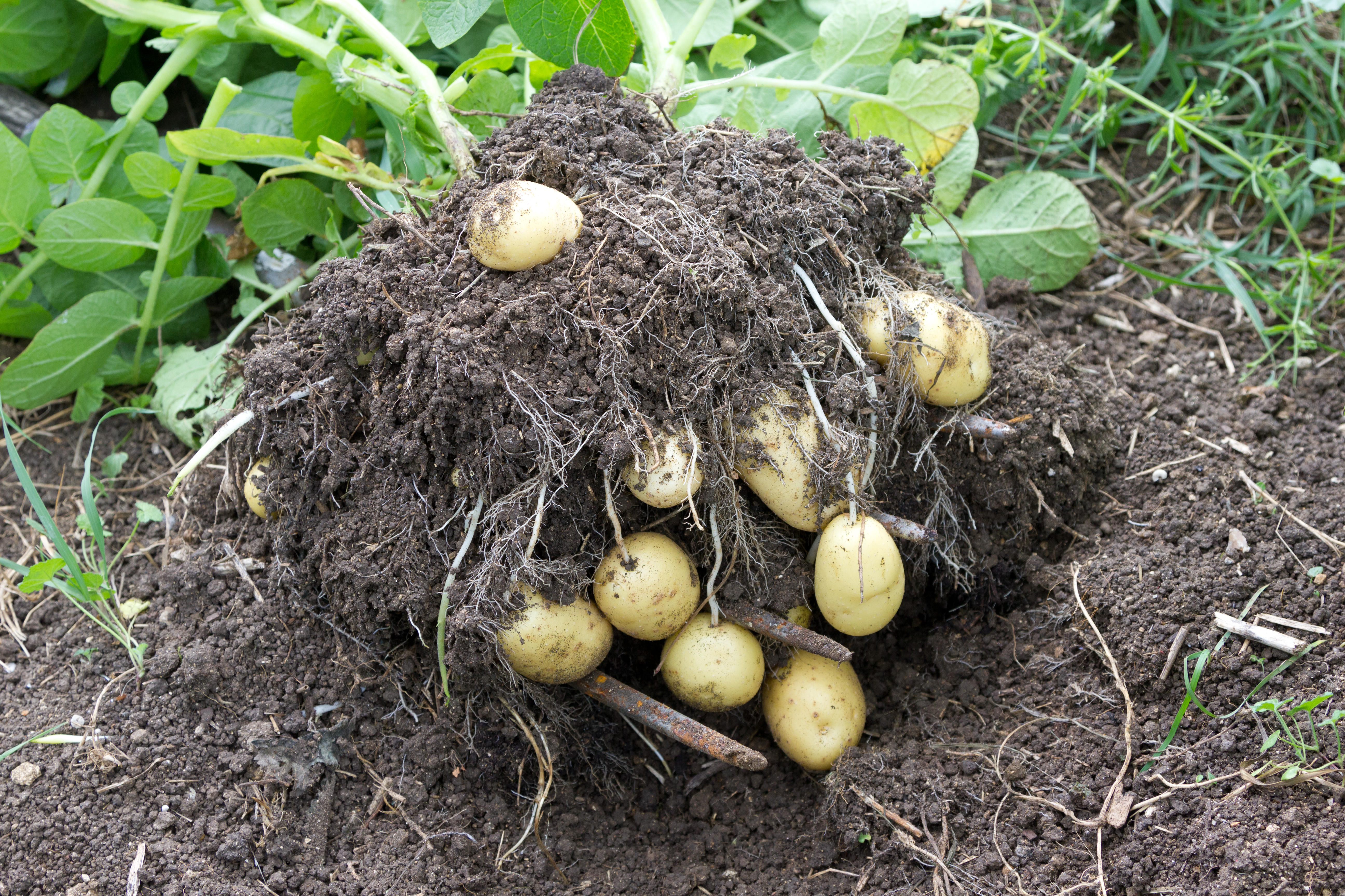 New potatoes straight from the earth (Alamy/PA)