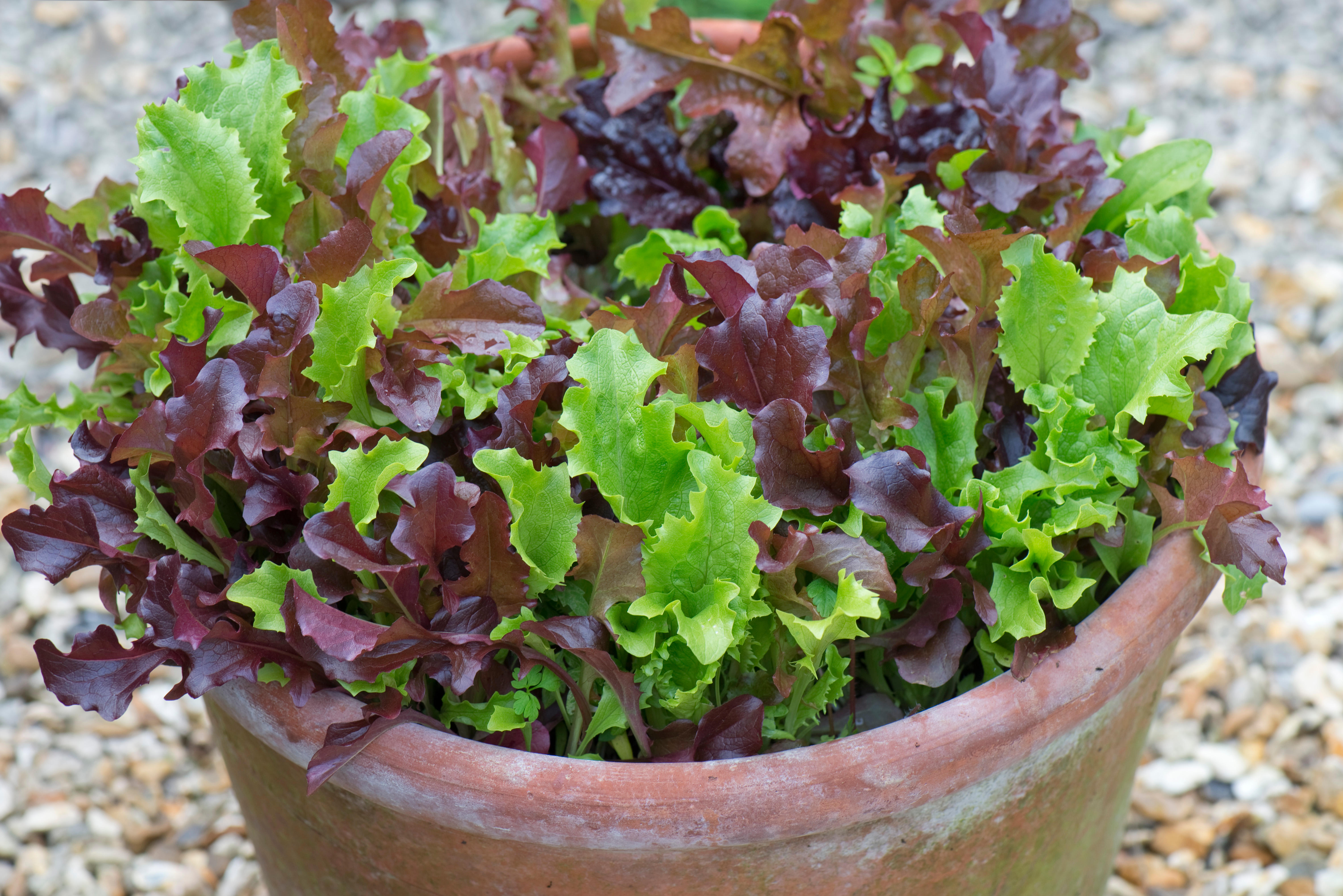 Salad leaves in a pot (Alamy/PA)