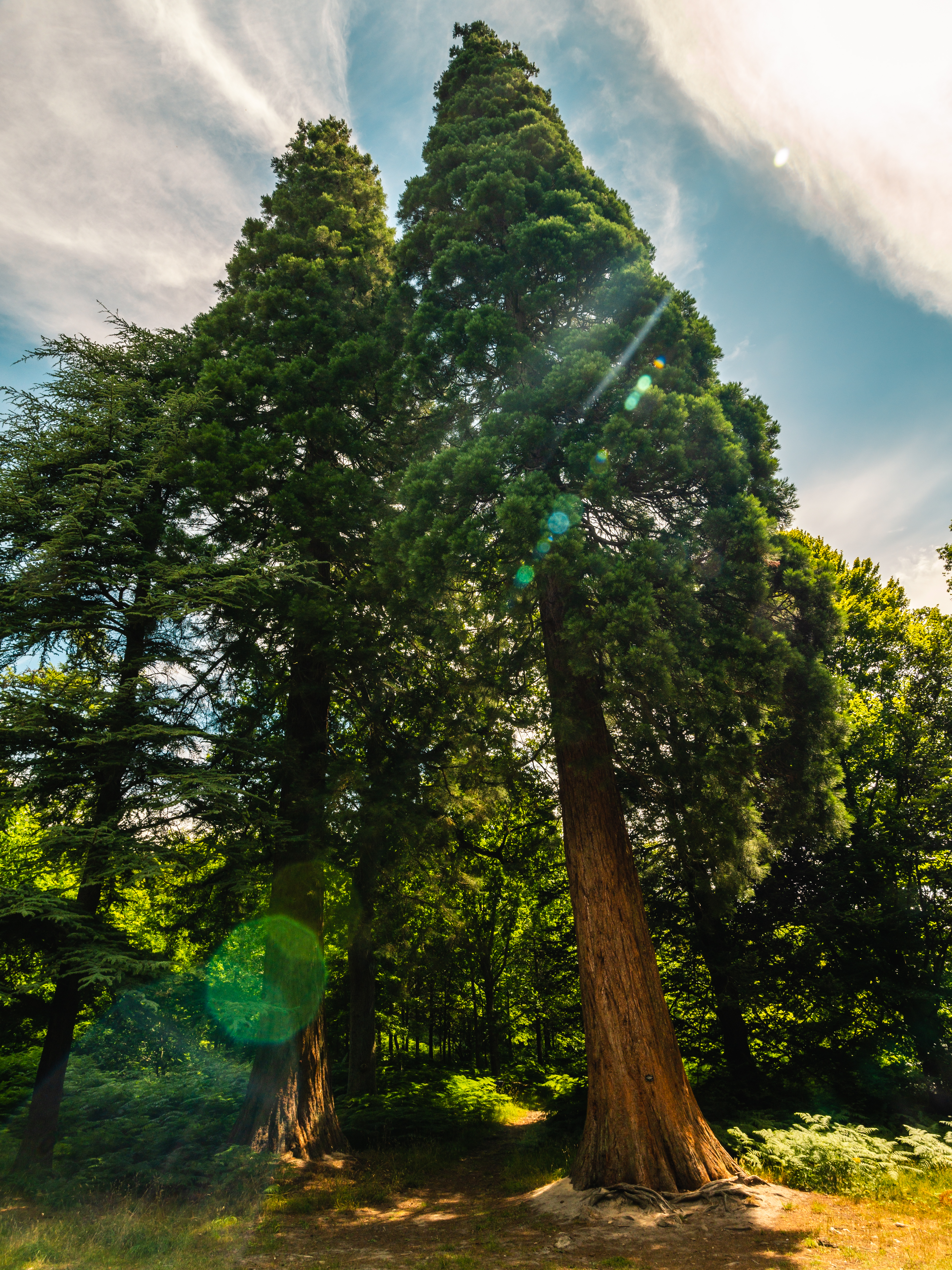 View of tall redwoods in woodland at Wakehurst Place