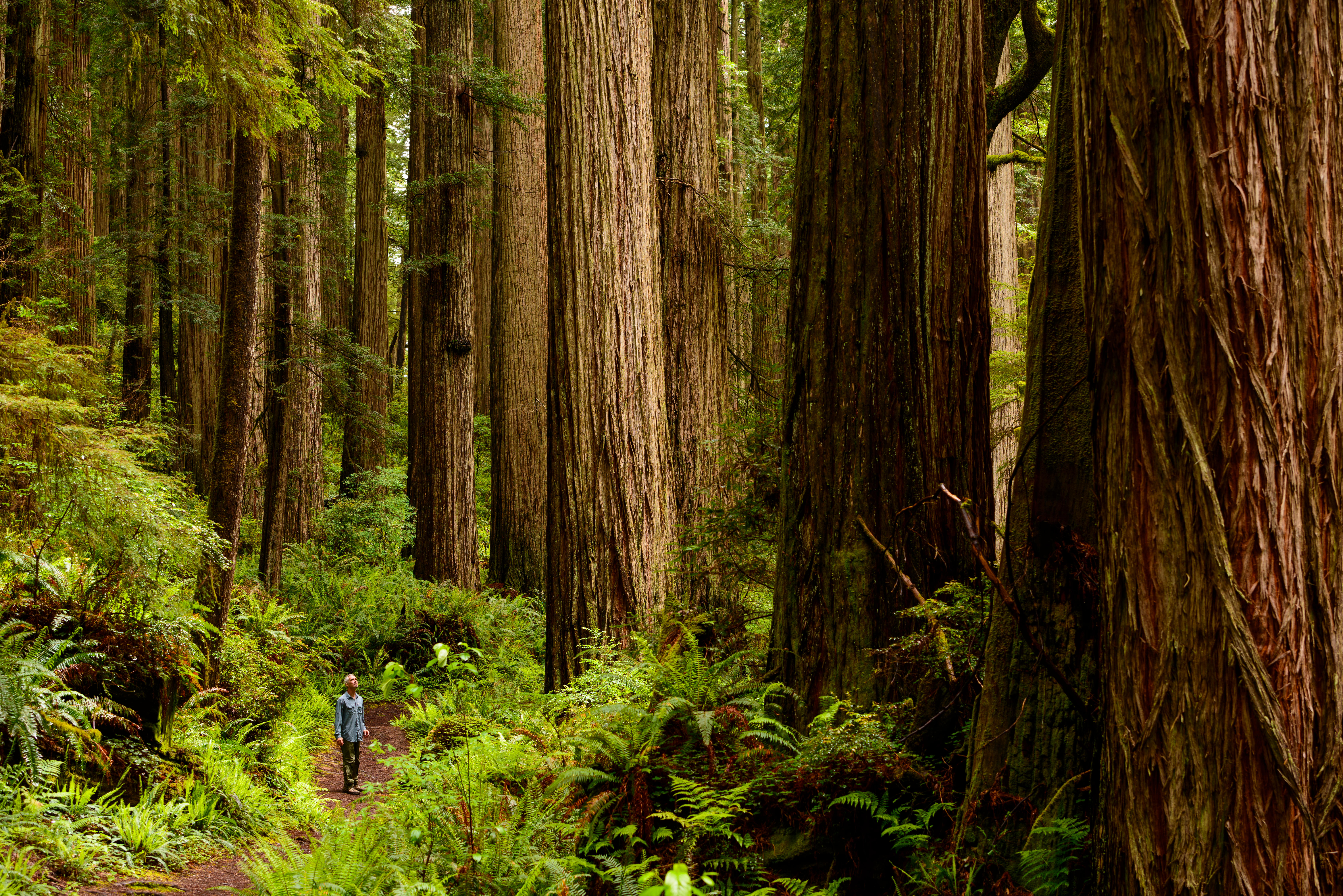 A walker dwarfed by giant redwoods in a forest in northern California