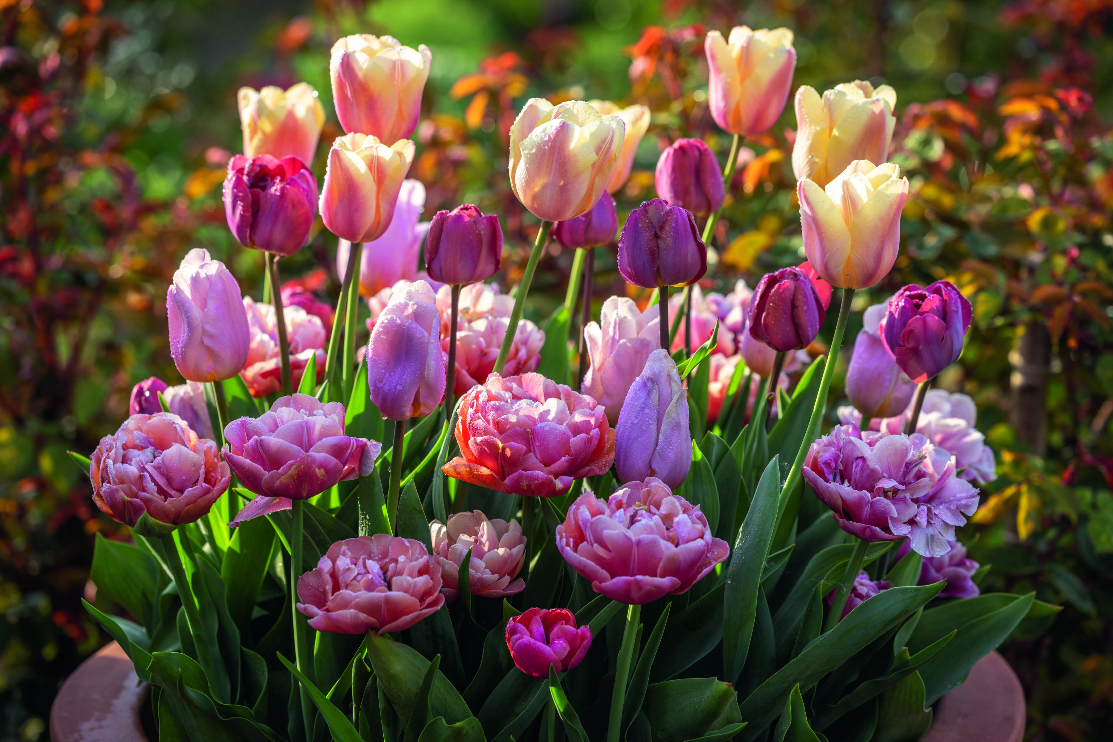 Coral Sand Tulip collection (Jonathan Buckley/PA)