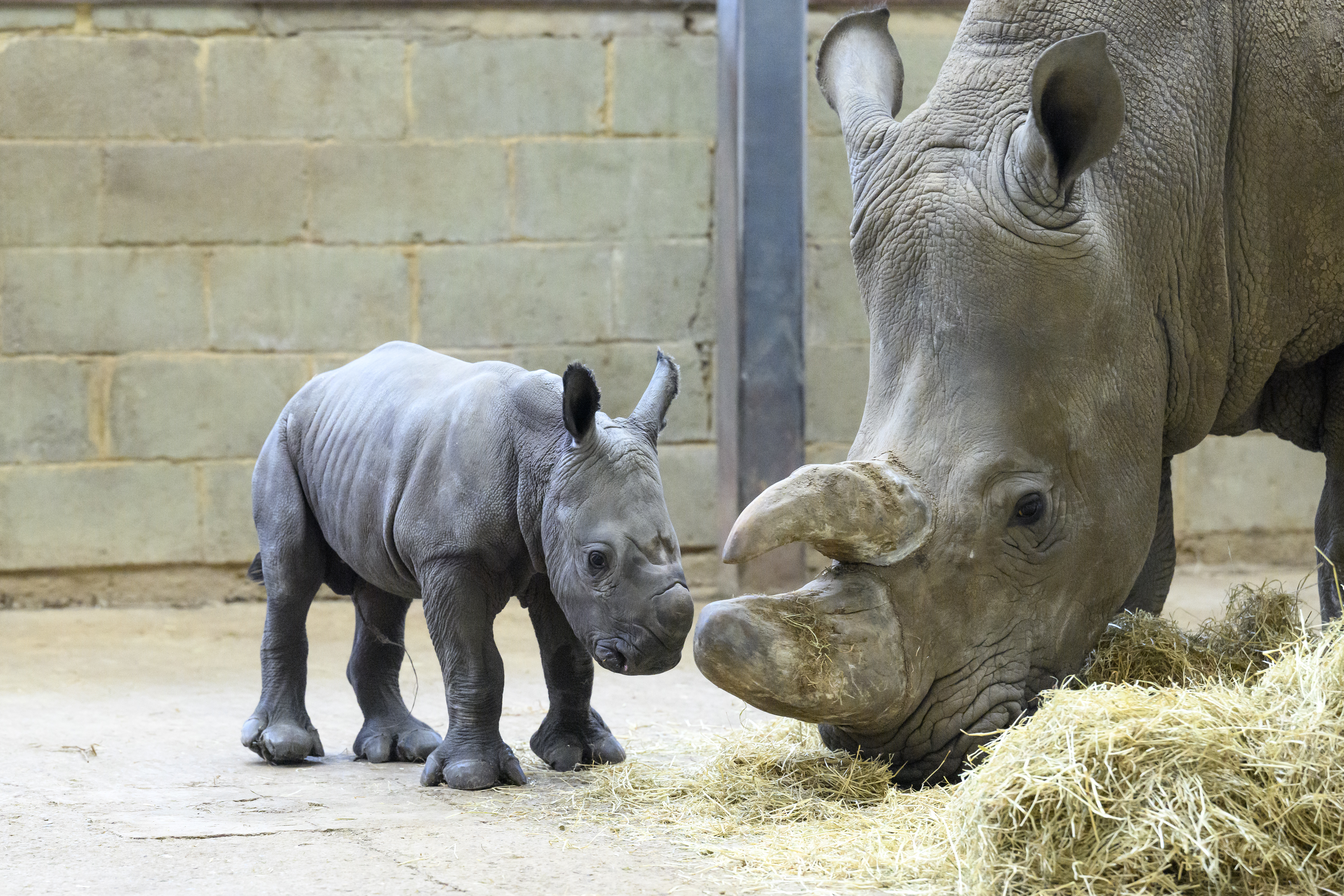 The baby rhino standing with his mother