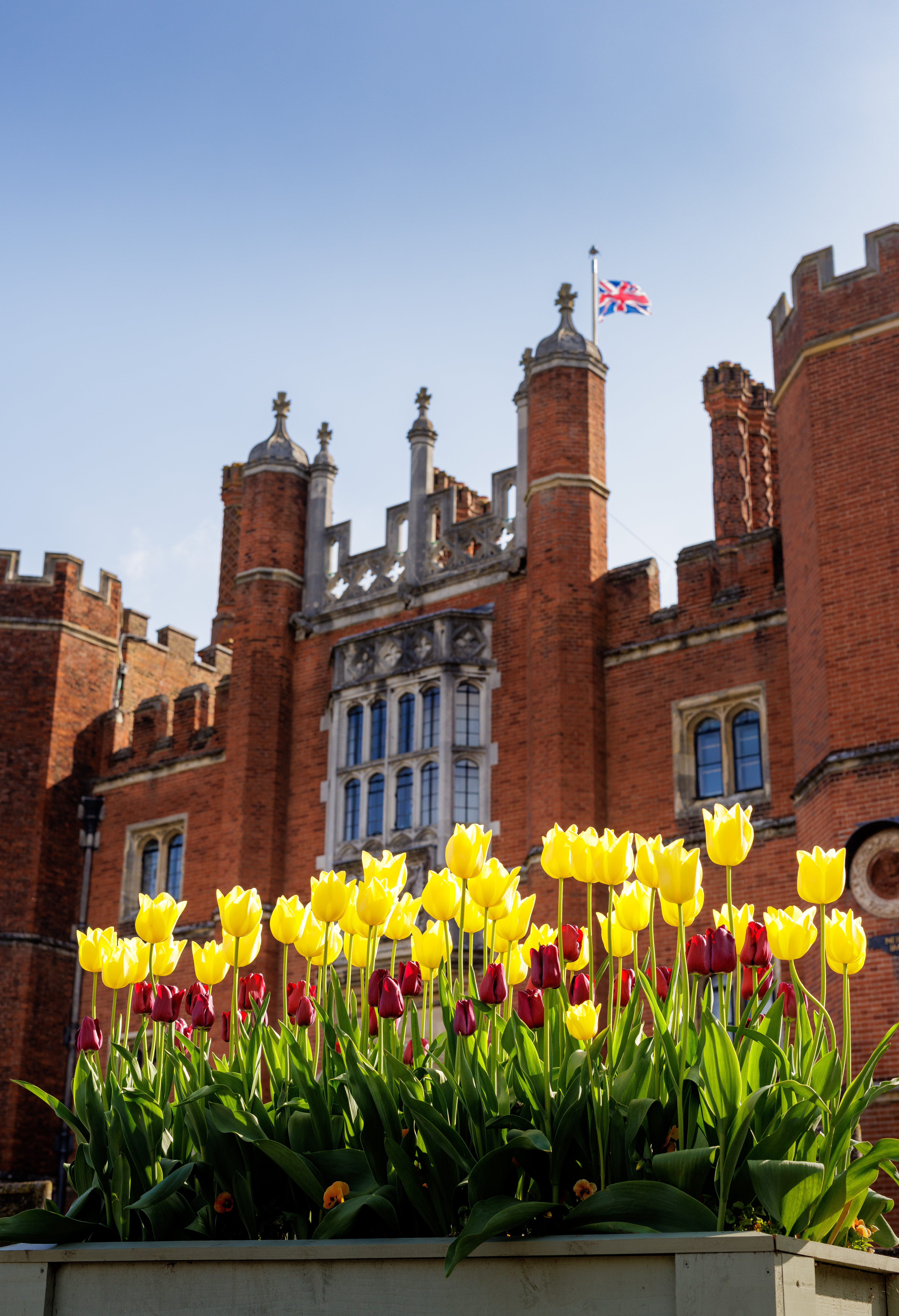 Tulips at Hampton Court Palace (Historic Royal Palaces/PA)