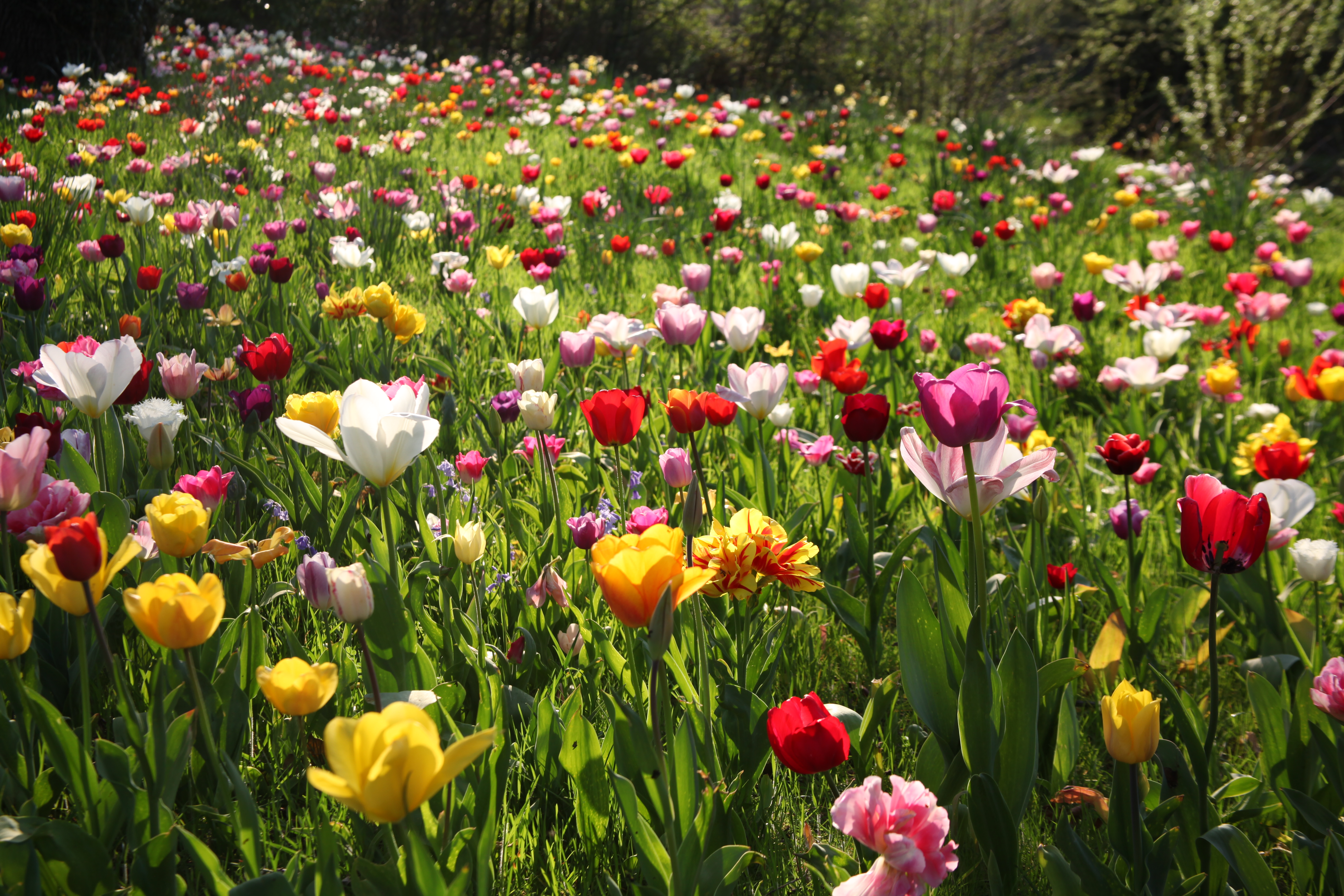 Dunsborough Park tulips (Vicky Flynn/NGS/PA)