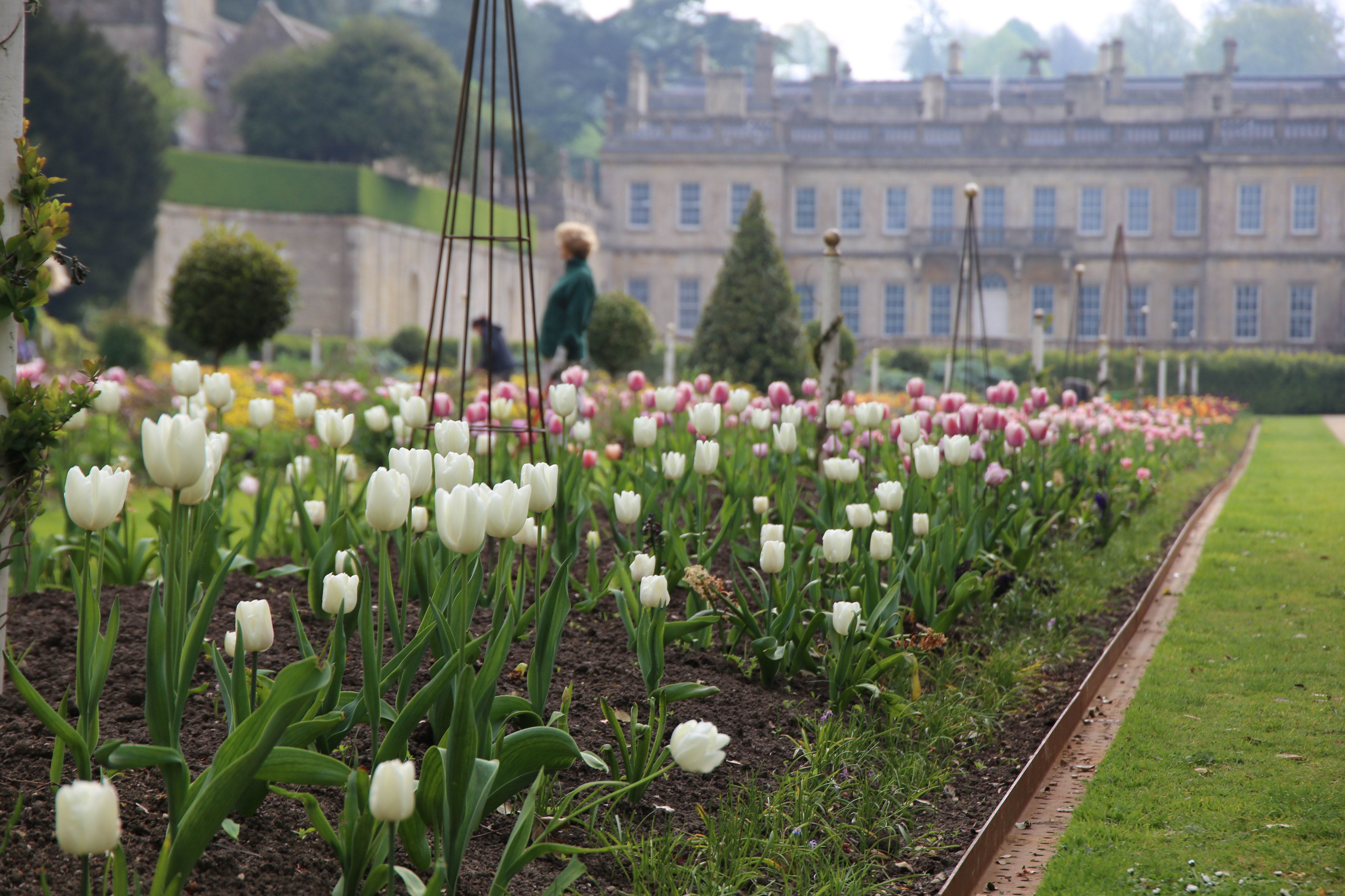 Tulips in the avenue at Dyrham Park (Laura Williams/National Trust Images/PA)