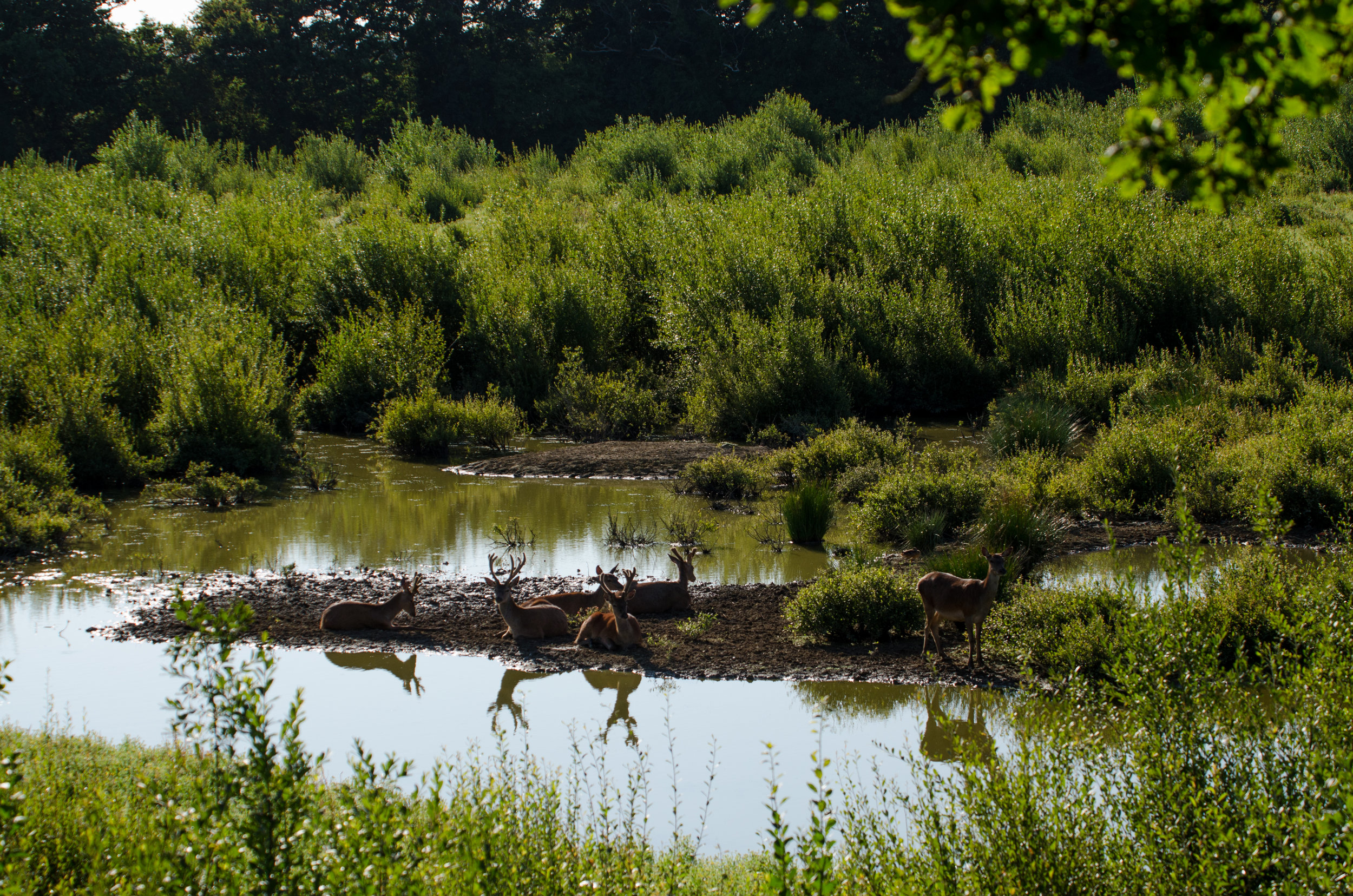  Deer by water in the rewilded 