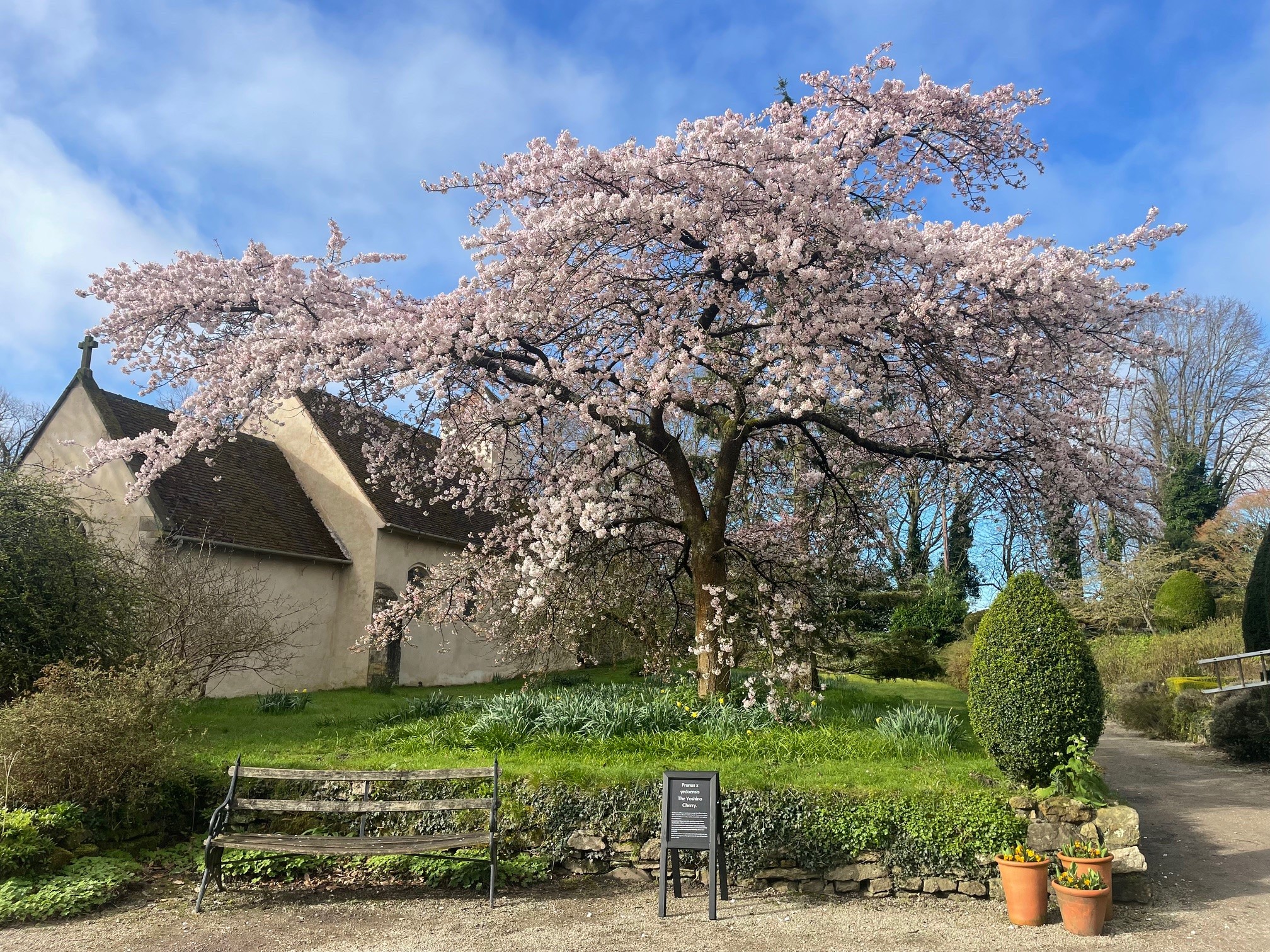 A large cherry tree covered in pale pink blossom stands on a lawn in front of a building