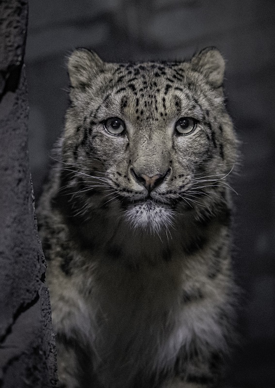 A close up photo of a snow leopard's face 