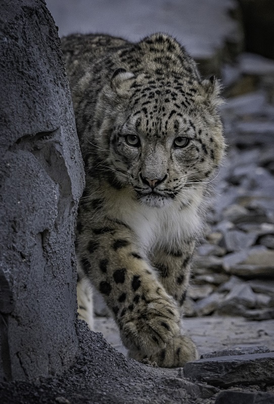 A photo of a snow leopard walking by a rock 