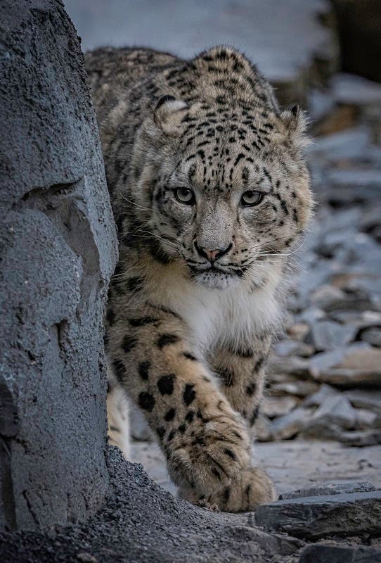 Snow leopards arrive at Chester Zoo for first time in 93-year history ...