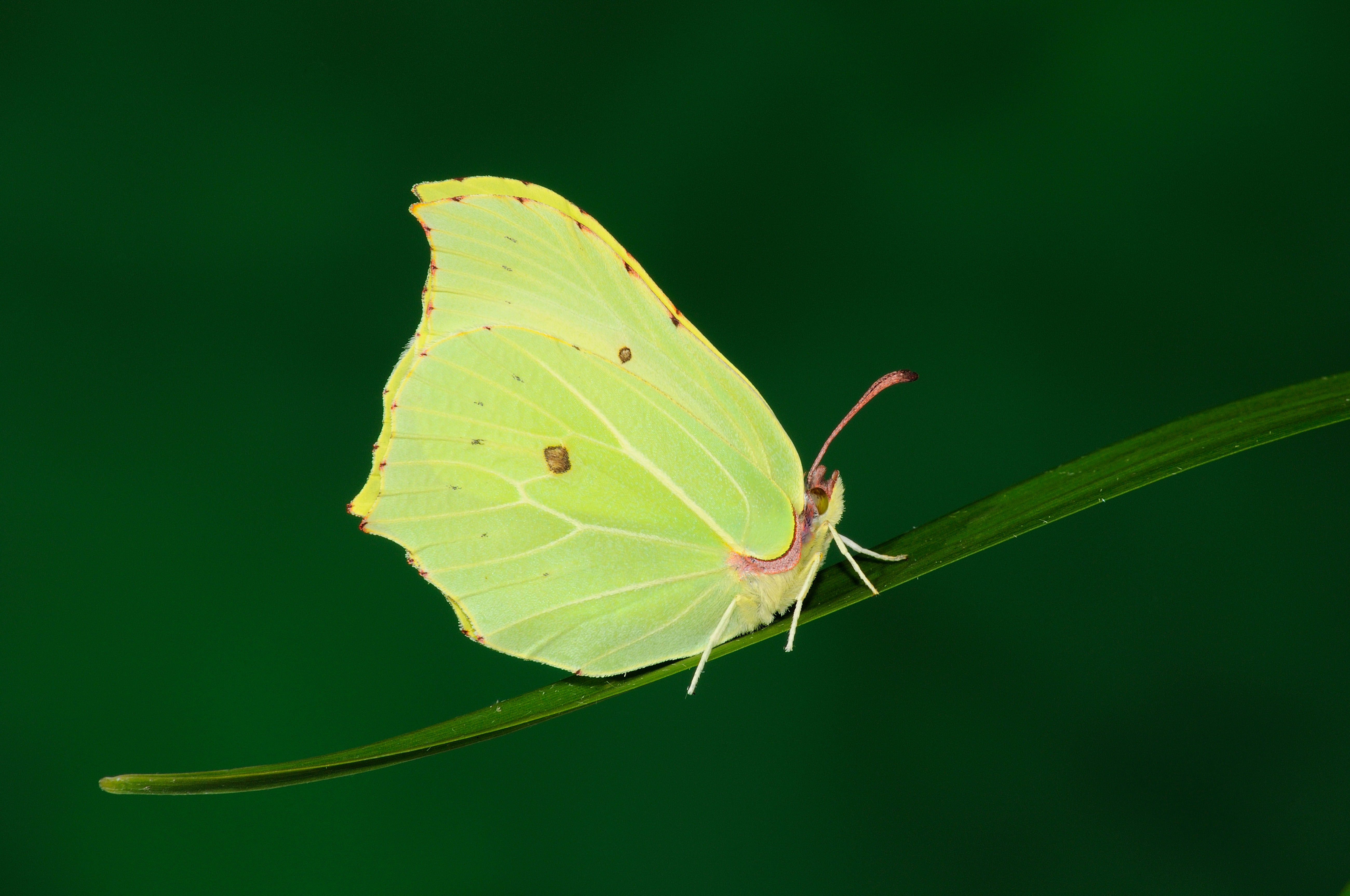 A brimstone butterfly at rest on blade of grass (Alamy/PA)