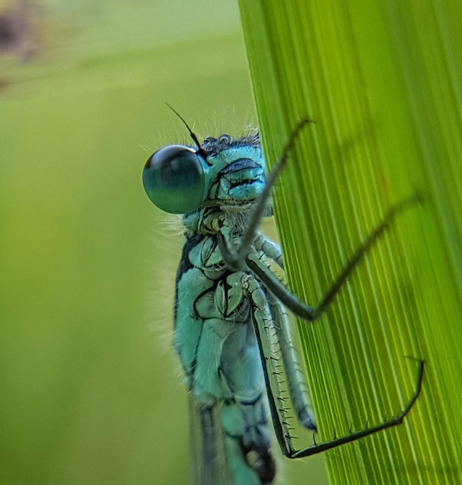 Close up of a damselfly resting on a leaf