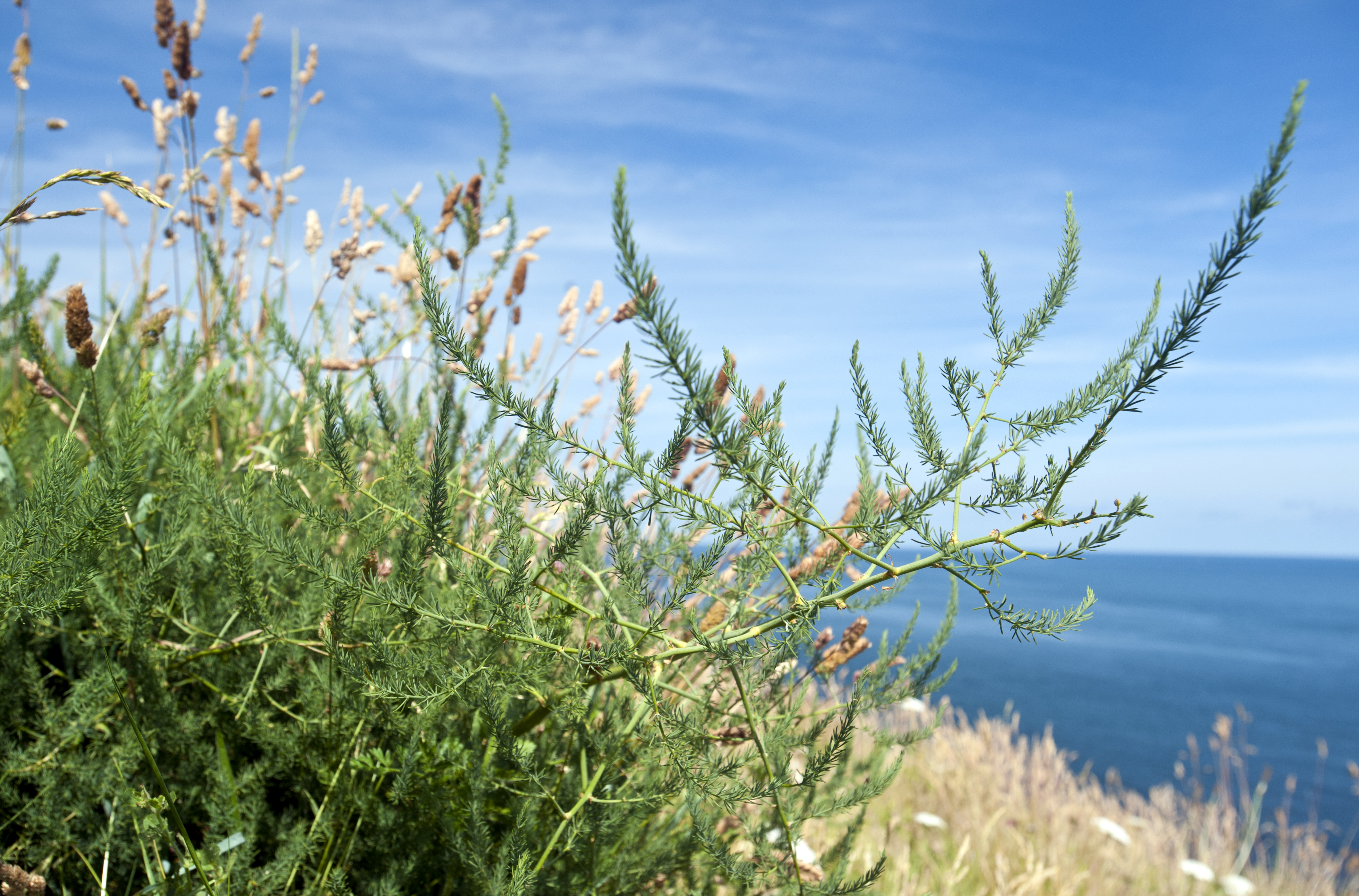 Wild asparagus with the sea in the background