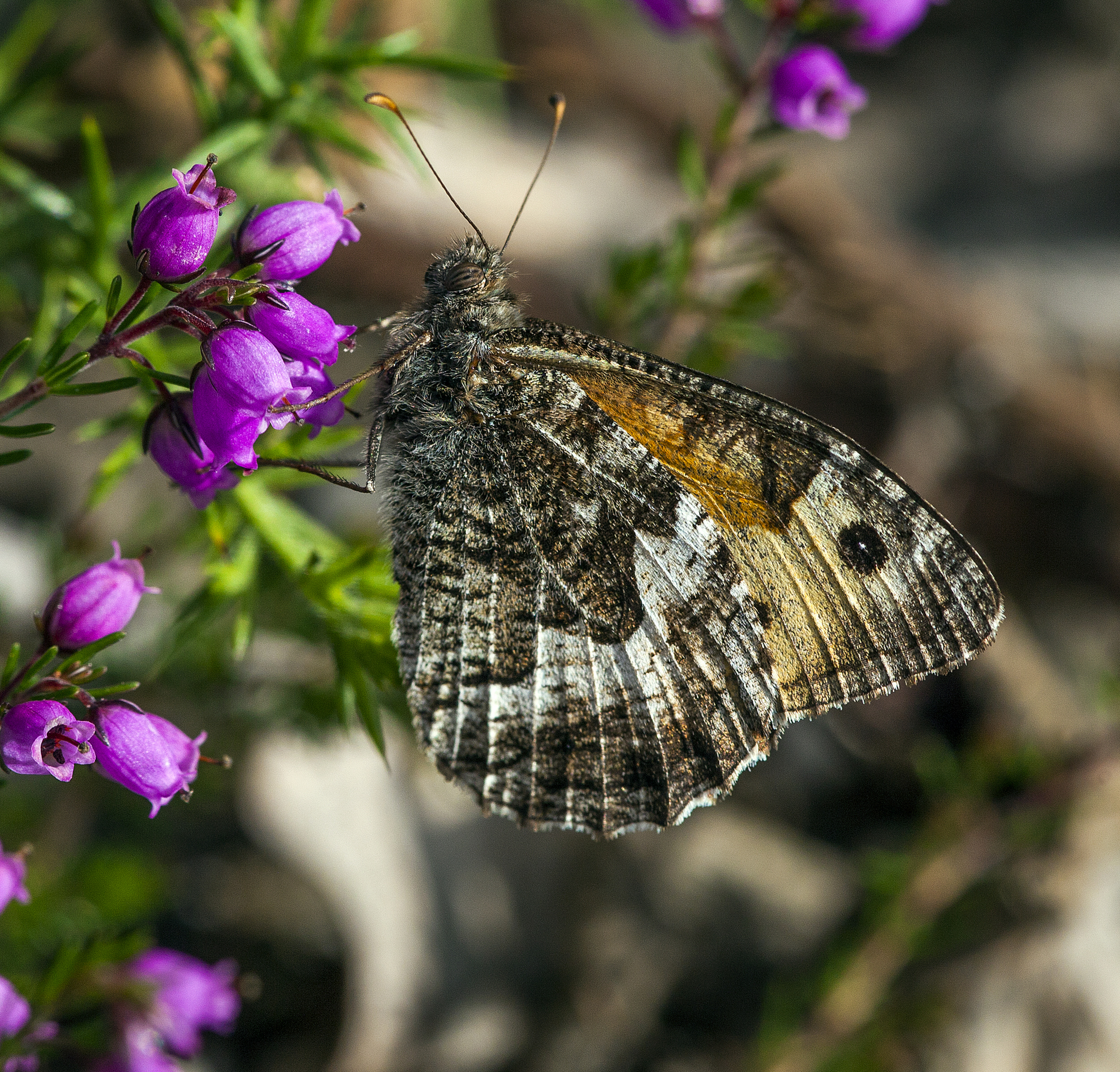 Grayling Butterfly resting on bell heather