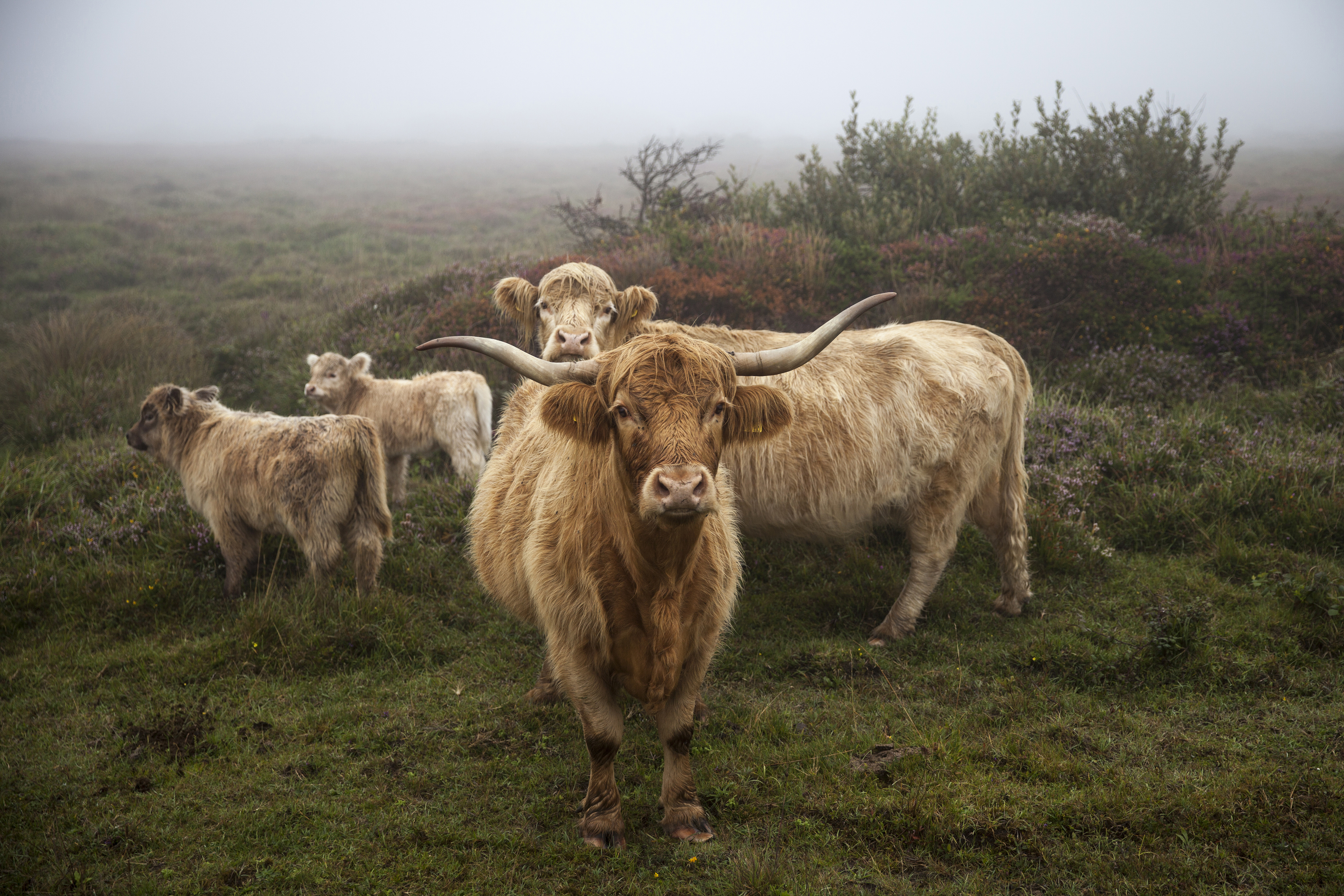 Group of Highland cattle with foggy landscape behind