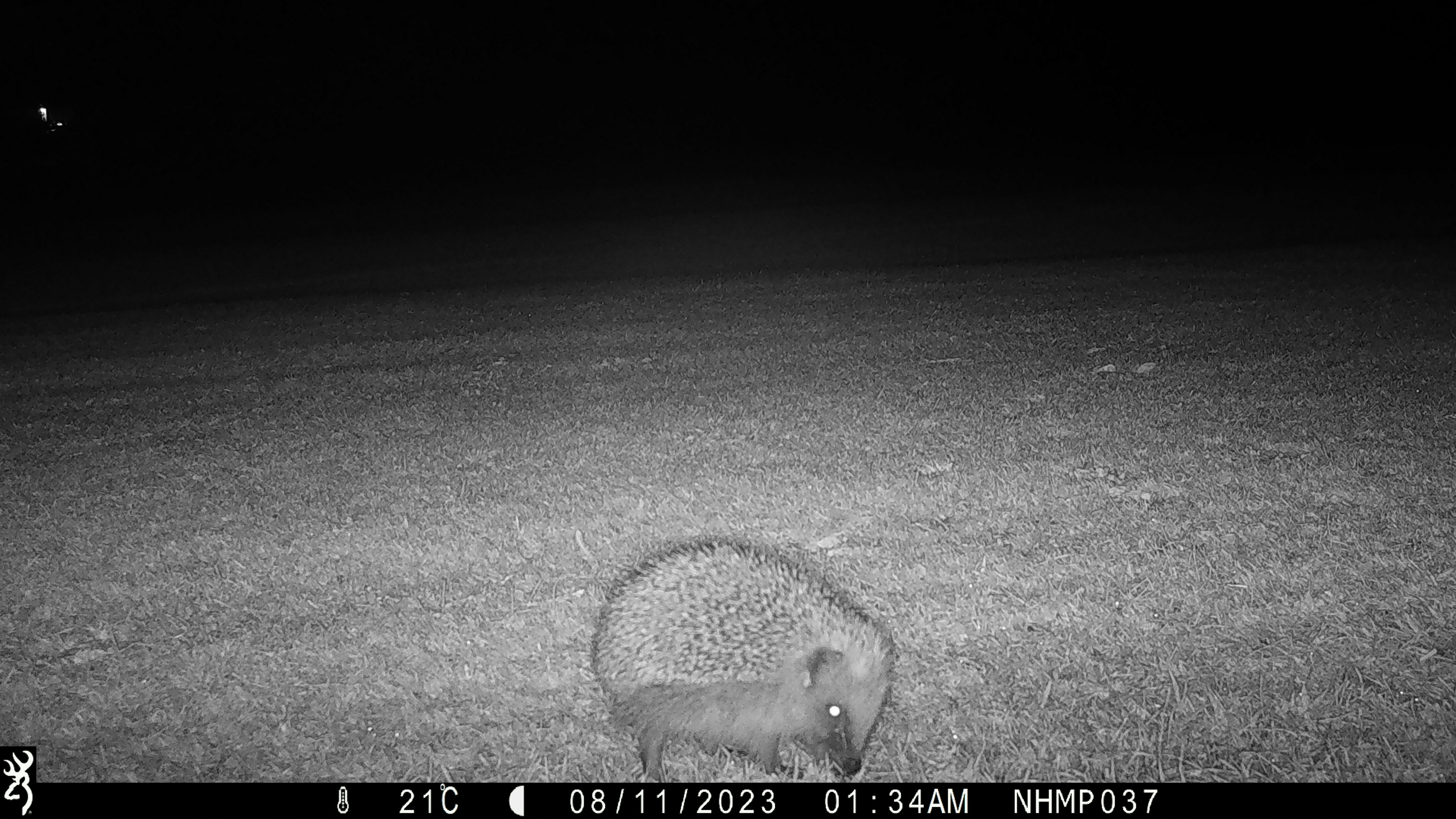 A black and white image of a hedgehog on grass in the darkness