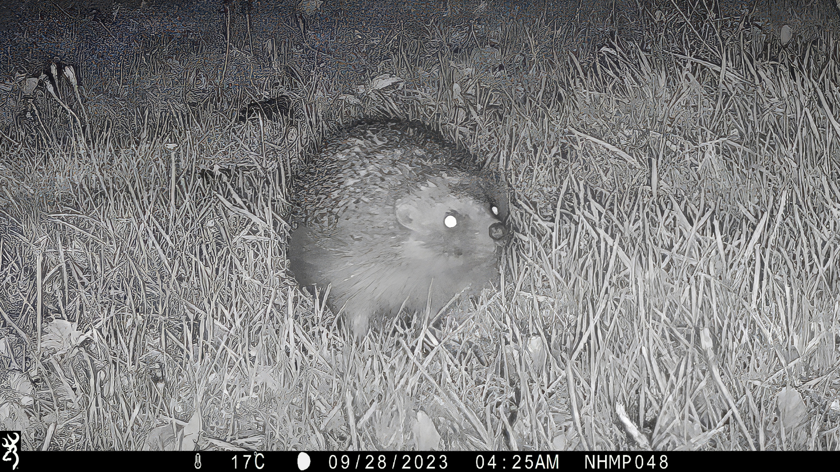 A black and white night time image of a hedgehog on grass captured by a trail camera