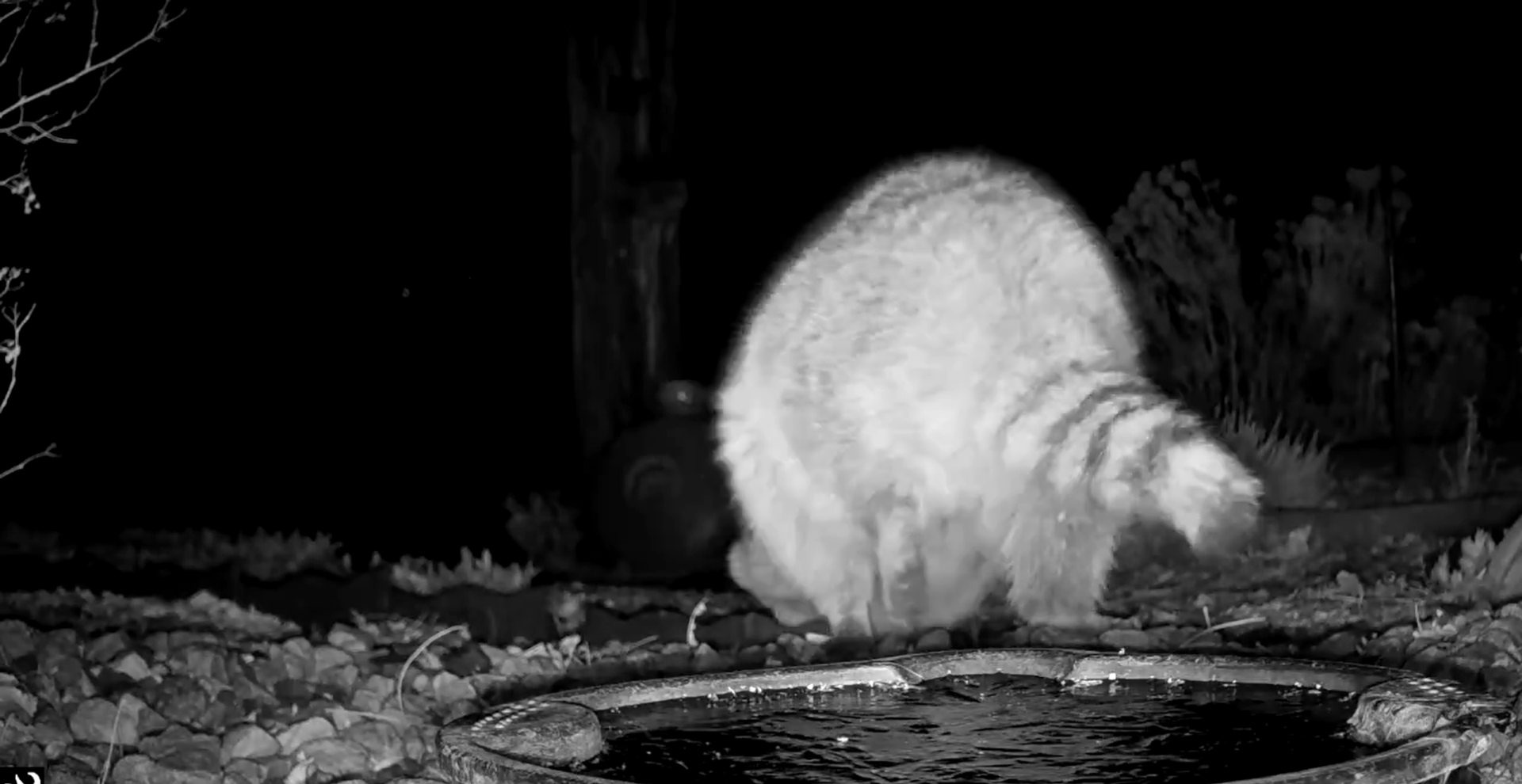 Night camera footage of a raccoon doing a handstand