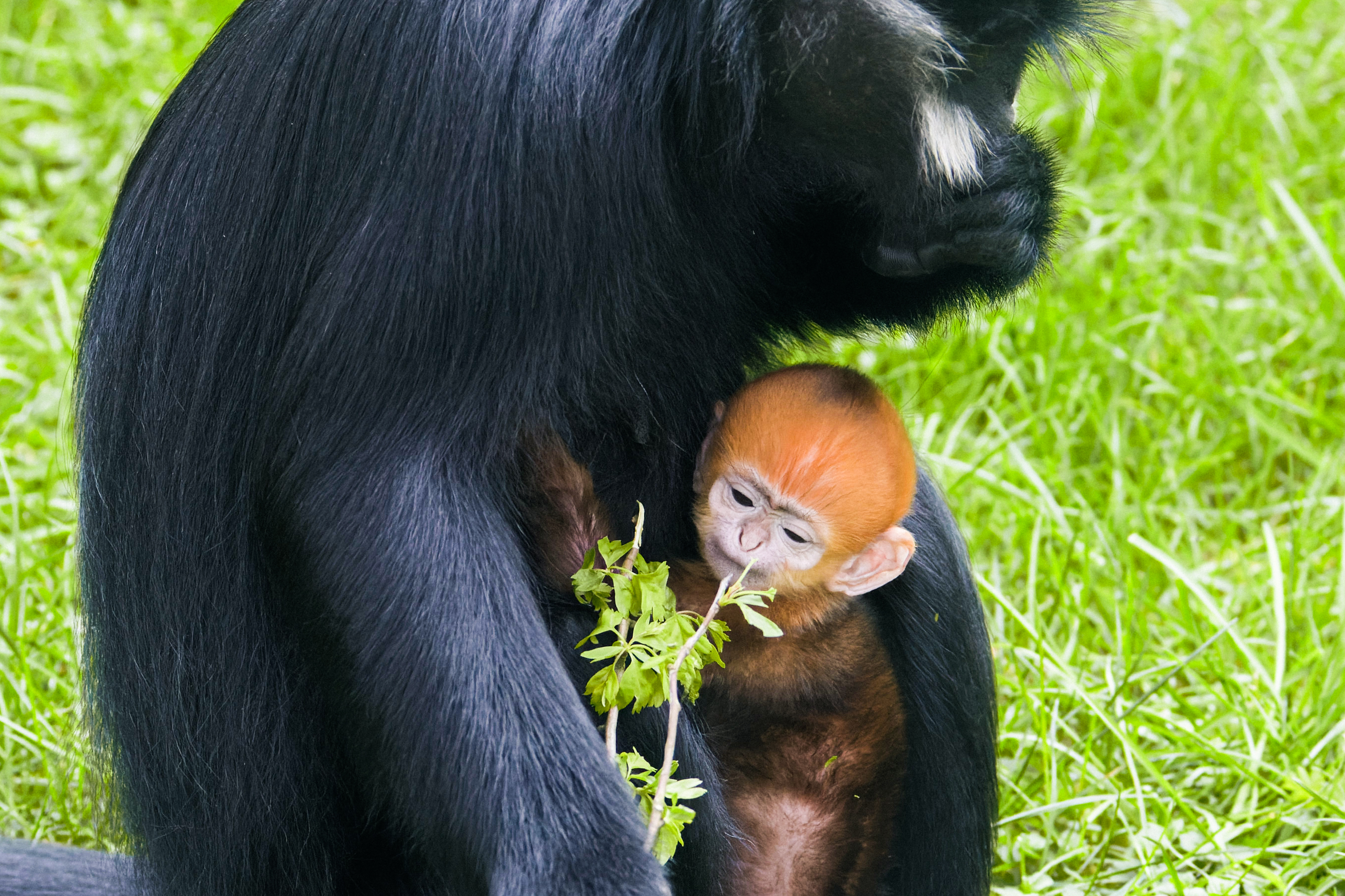 Baby Francois langur primate hugs mother