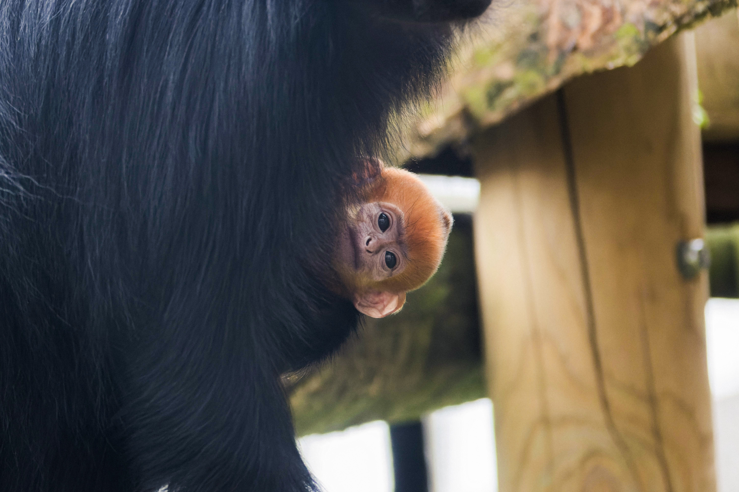Baby Francois langur primate peeks its head out from mother's arms