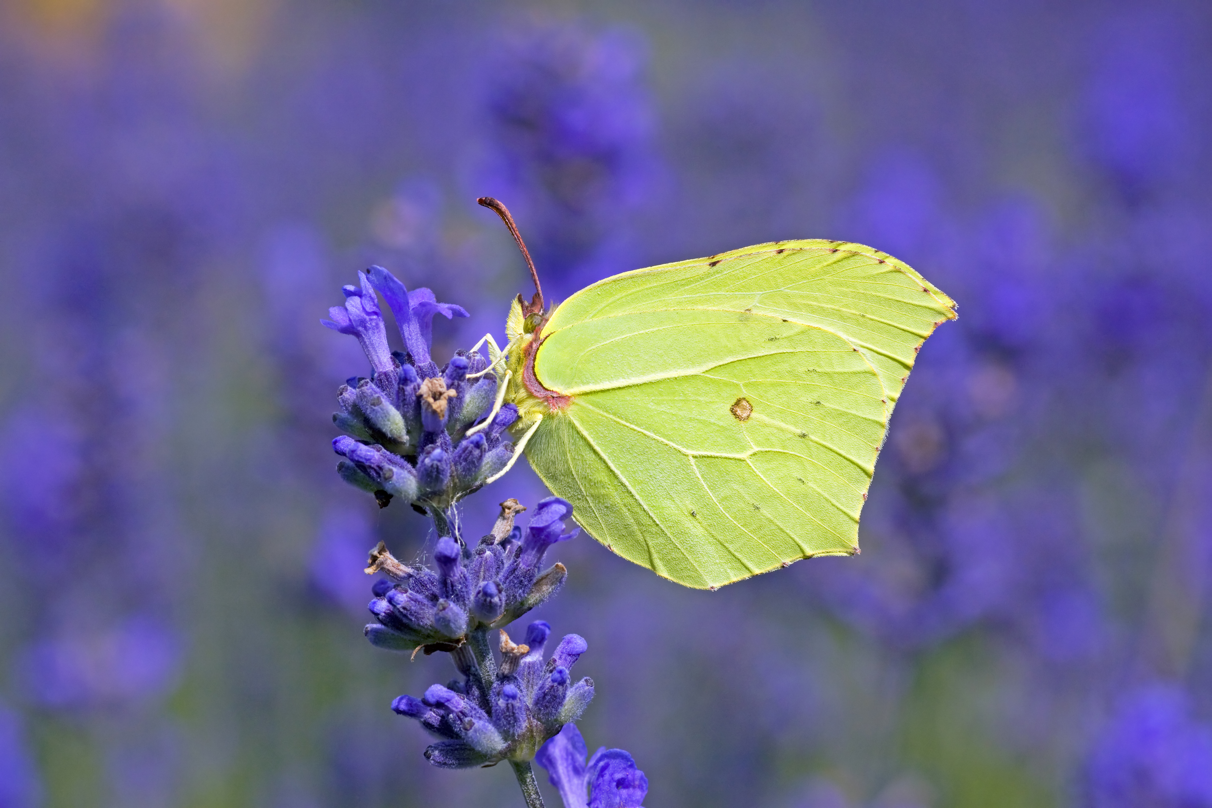 Species that flourished last year include the Brimstone butterfly (Matt Berry/PA)