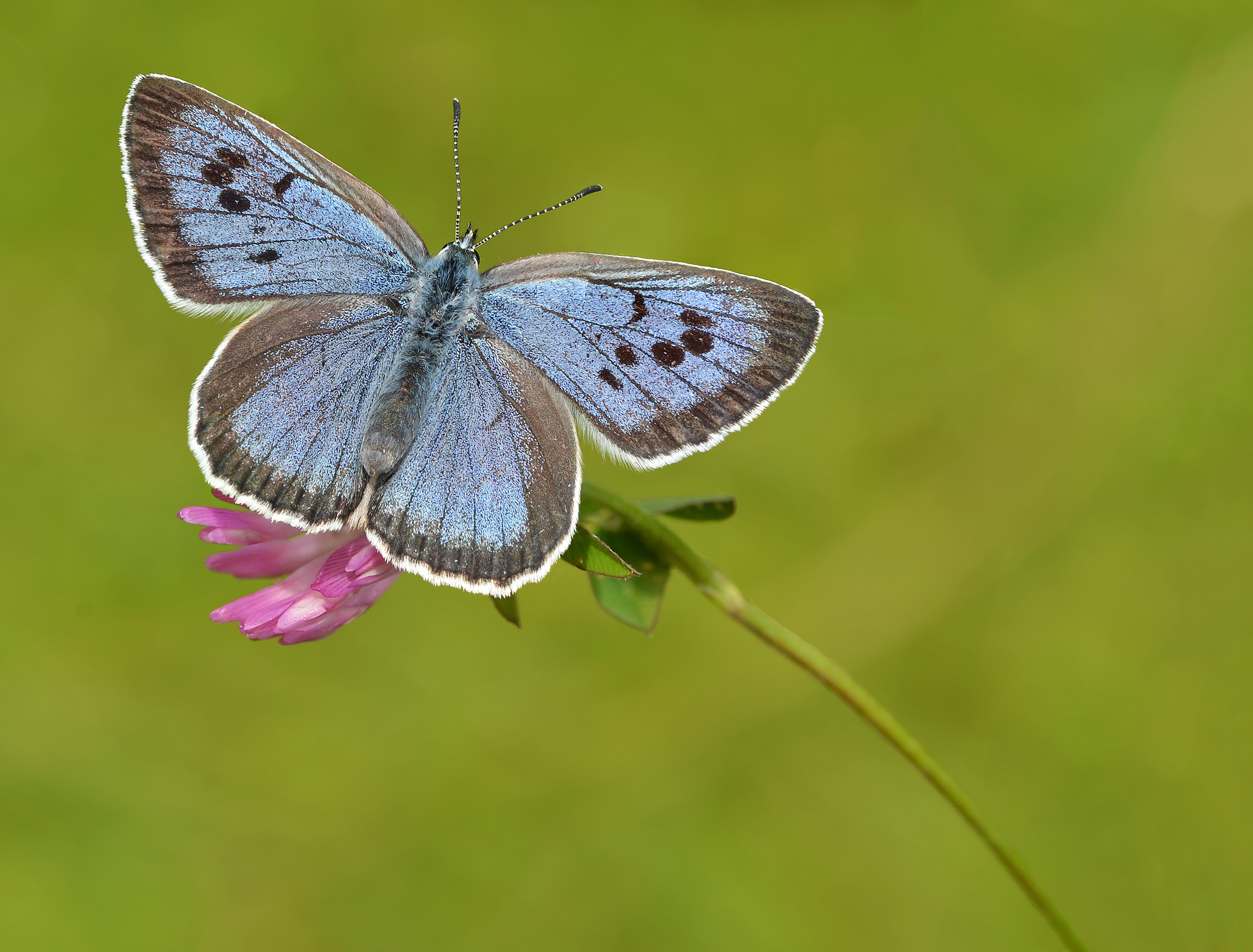 A female Large Blue butterfly which had a great year after conservation efforts. (Pete Withers/UKBMS)