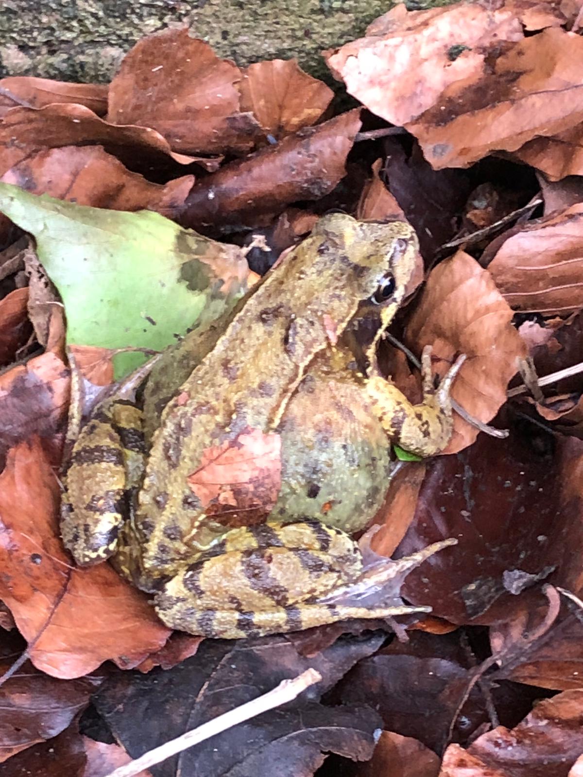 One of the female frogs rescued by this year's Charlcombe Toad Rescue (Charlcombe Toad Rescue/PA) 
