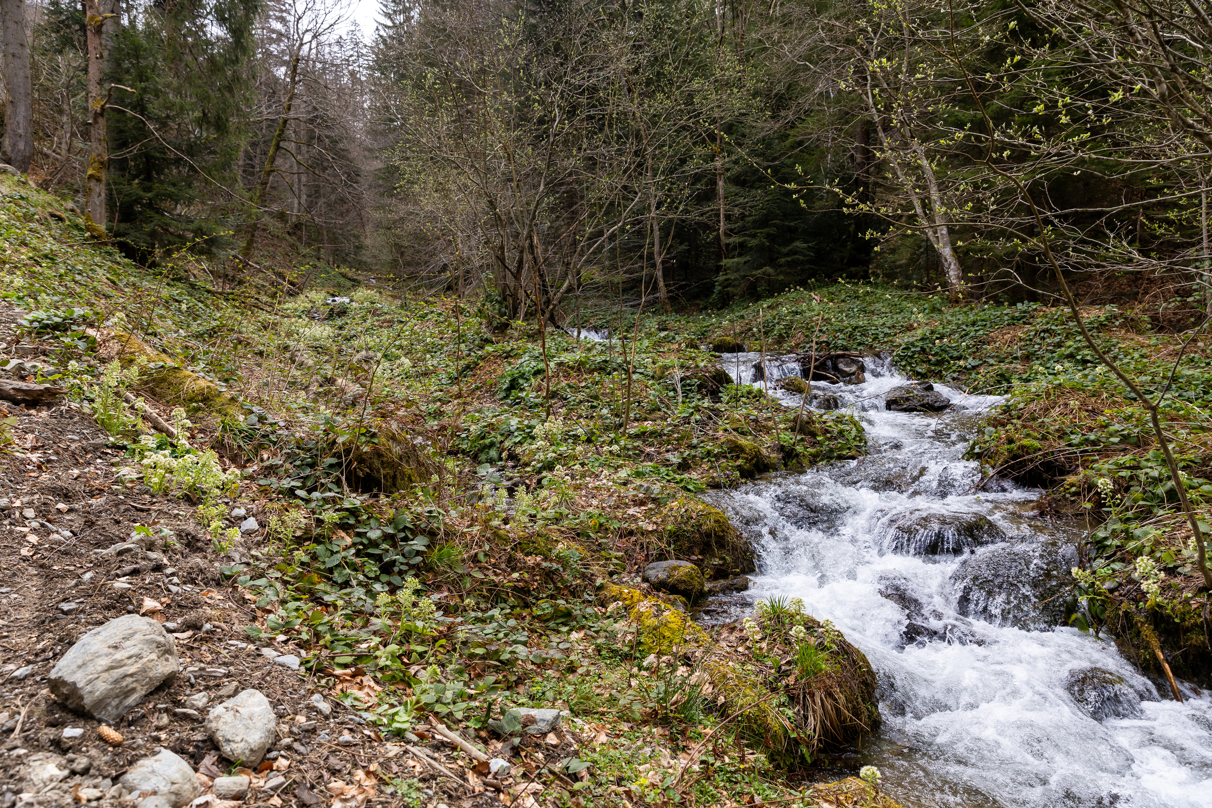 A stream flows through trees and vegetation in an old-growth forest in the Romanian Carpathians (Greenpeace/PA)