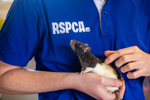 An RSCPA staff member holding a rat