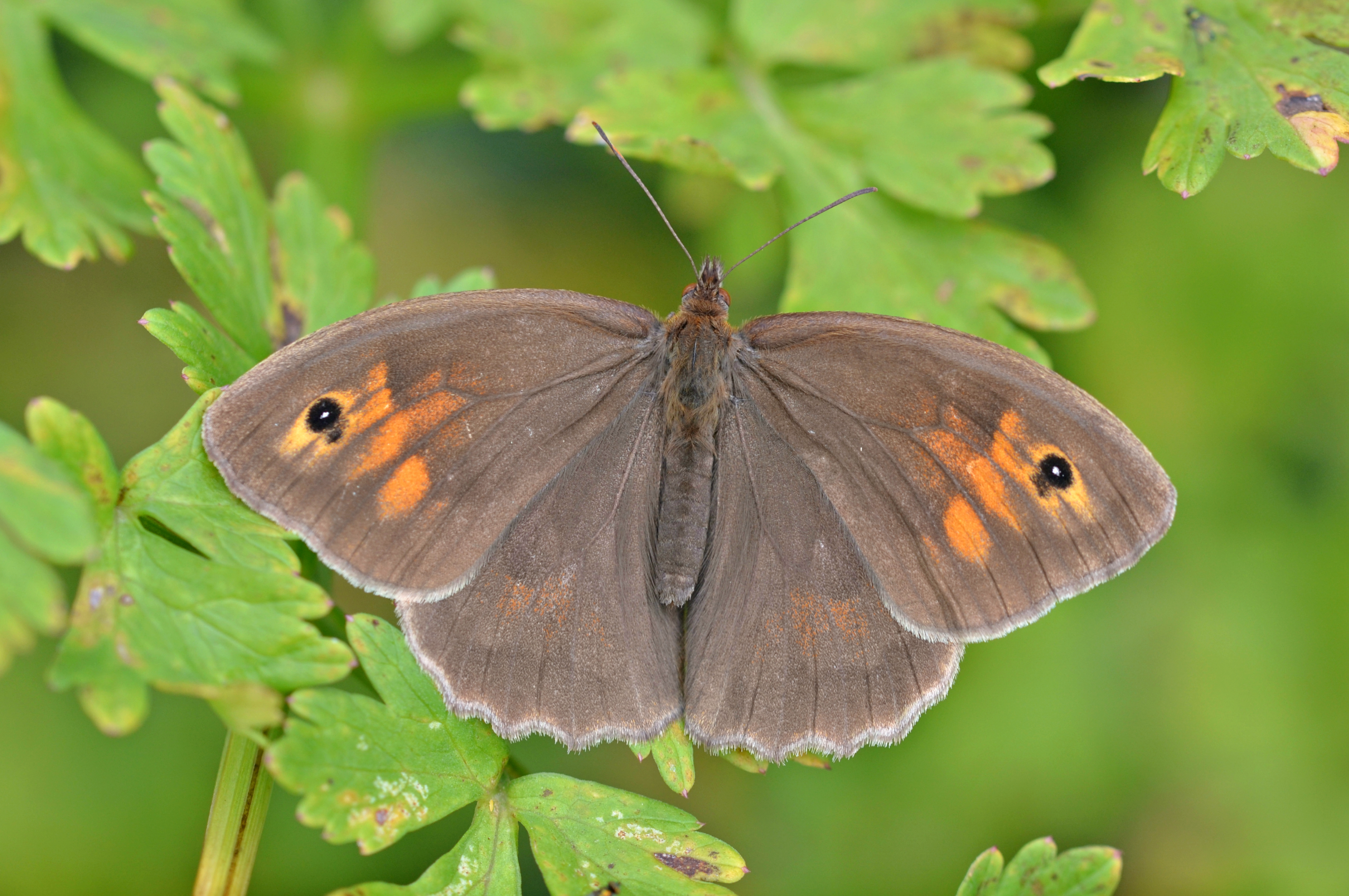 A meadow brown butterfly