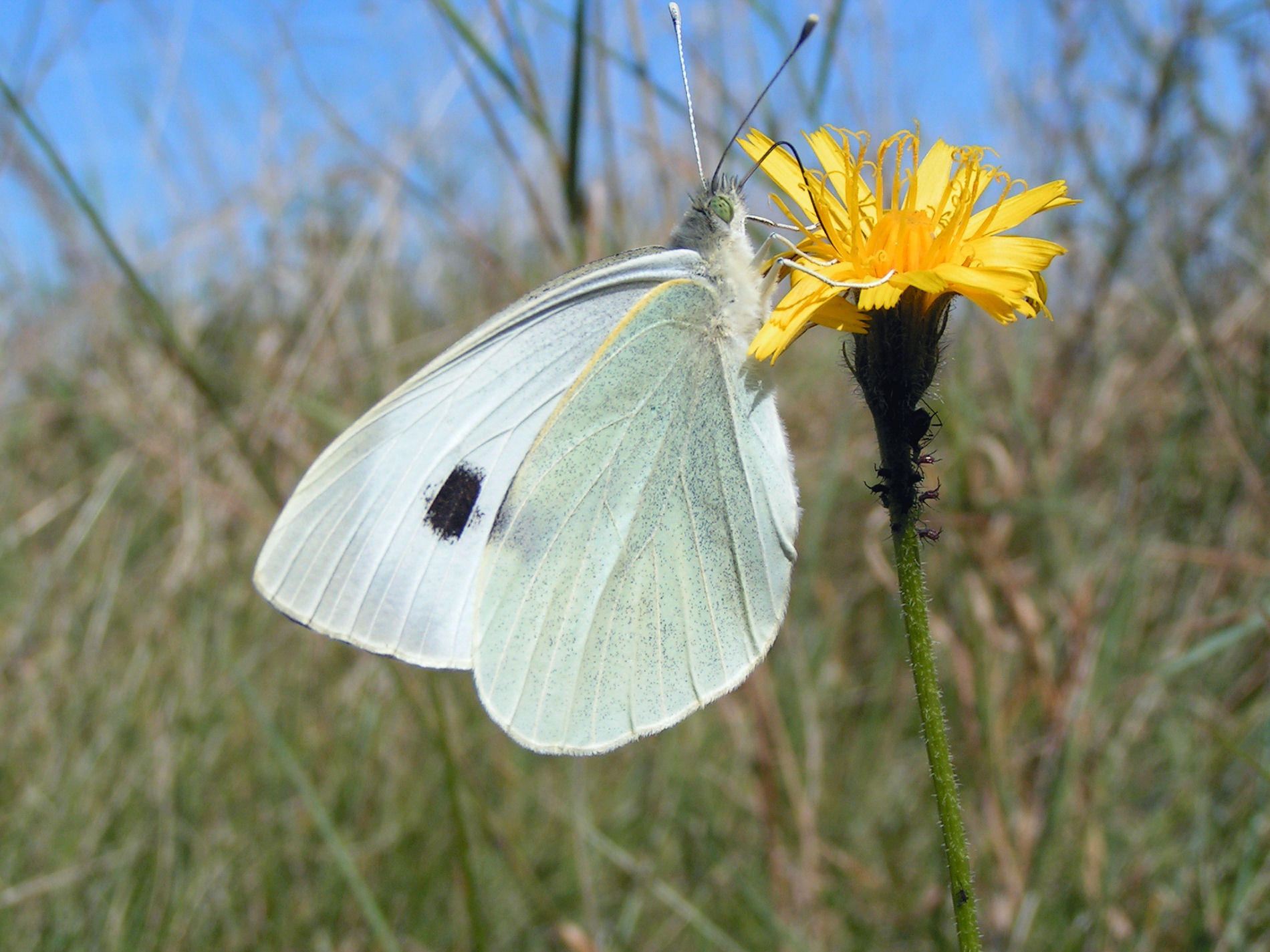 Large white butterfly on a yellow flower