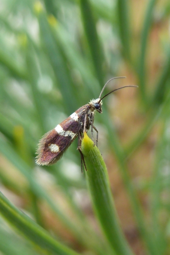 Brown and white 'micromoth' rests on a plant tip