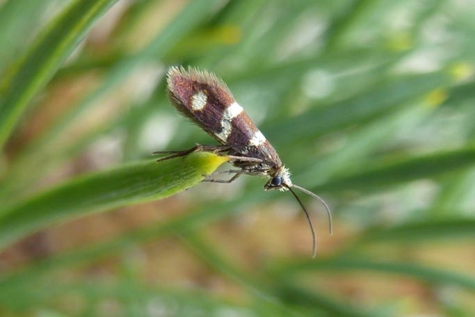 ‘Bug splat’ survey shows 78% decline in flying insects in two decades ...