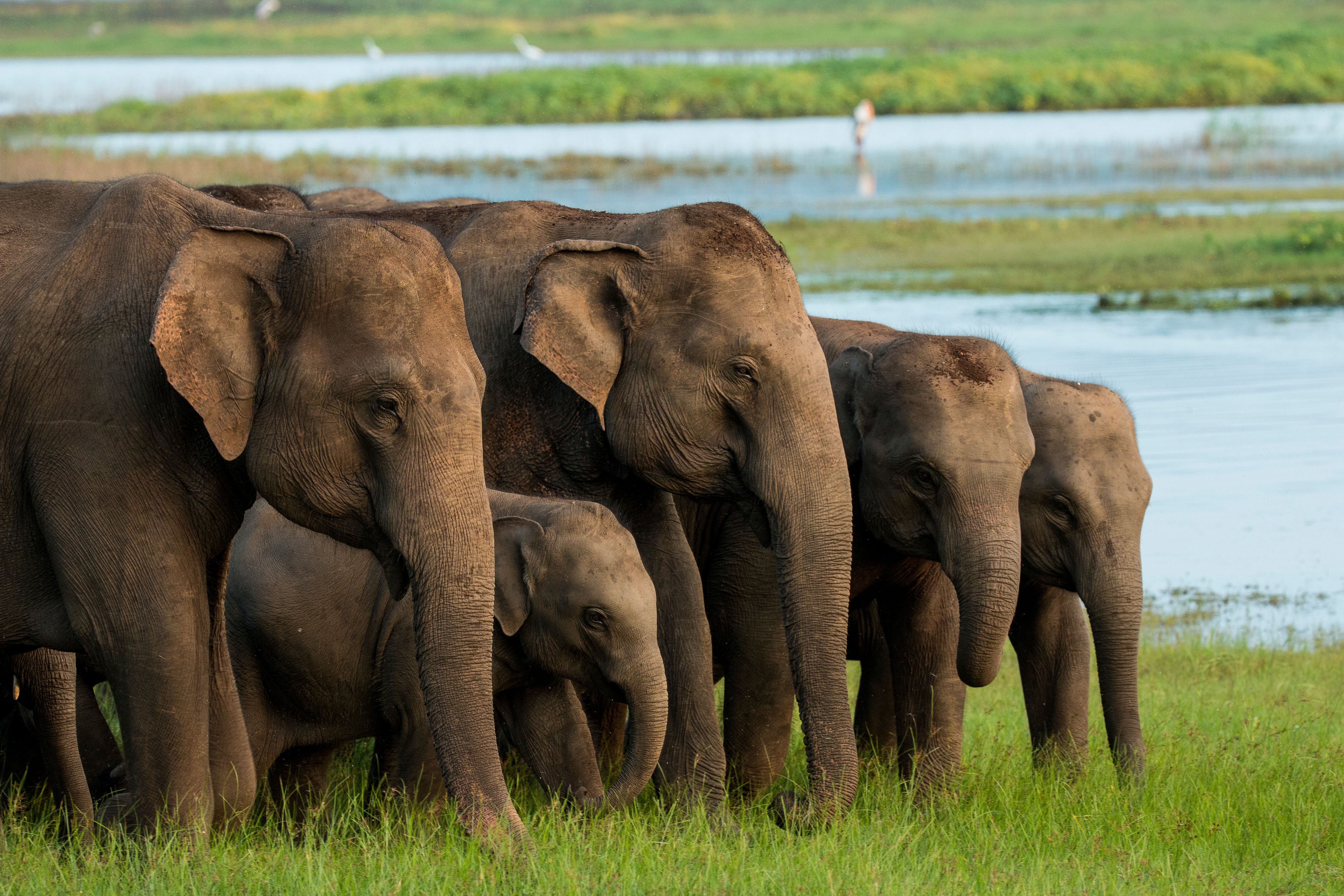 Herd of elephants grazing at Minneriya (Alamy/PA)