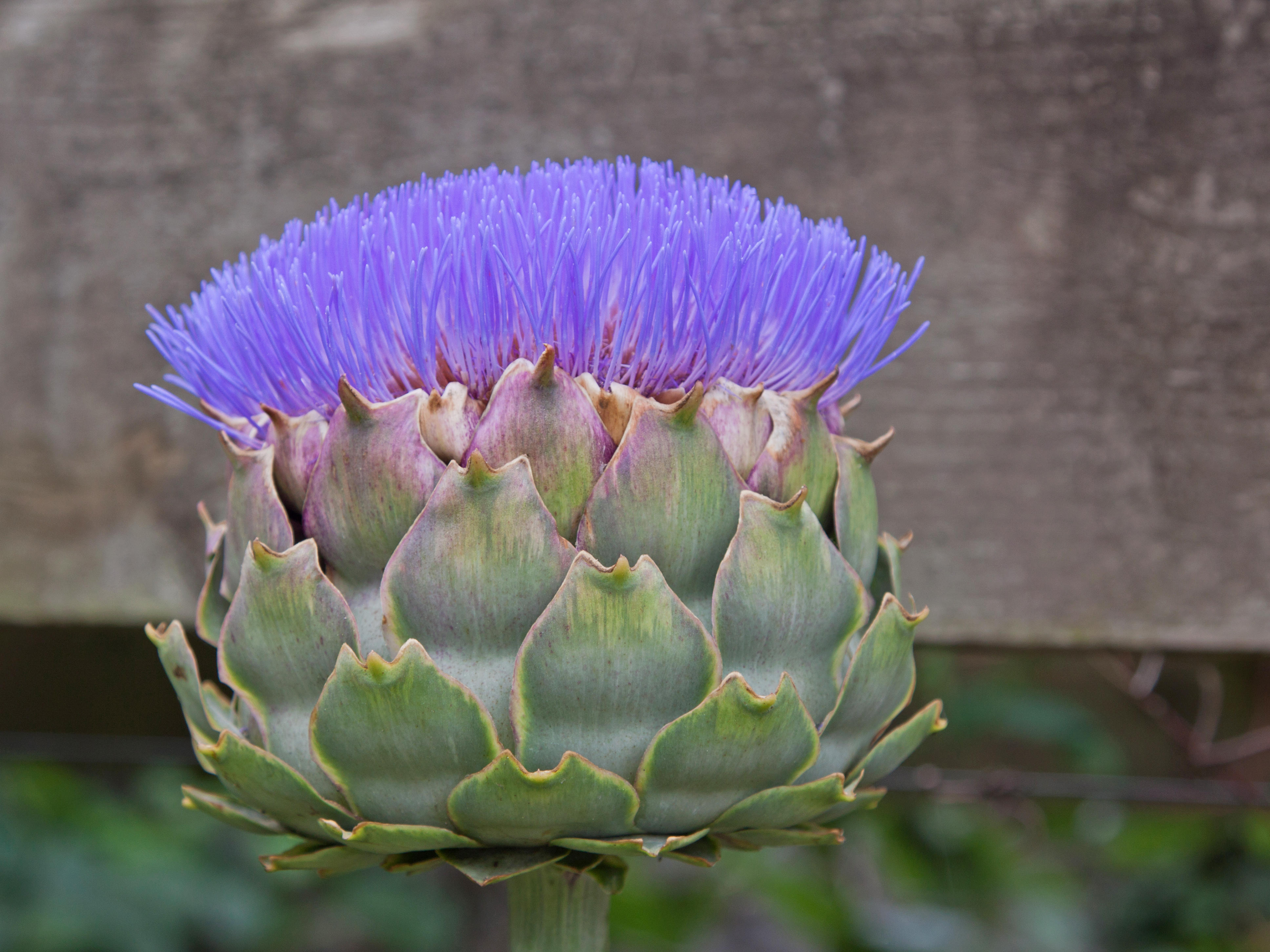 Artichoke flower (Alamy/PA)