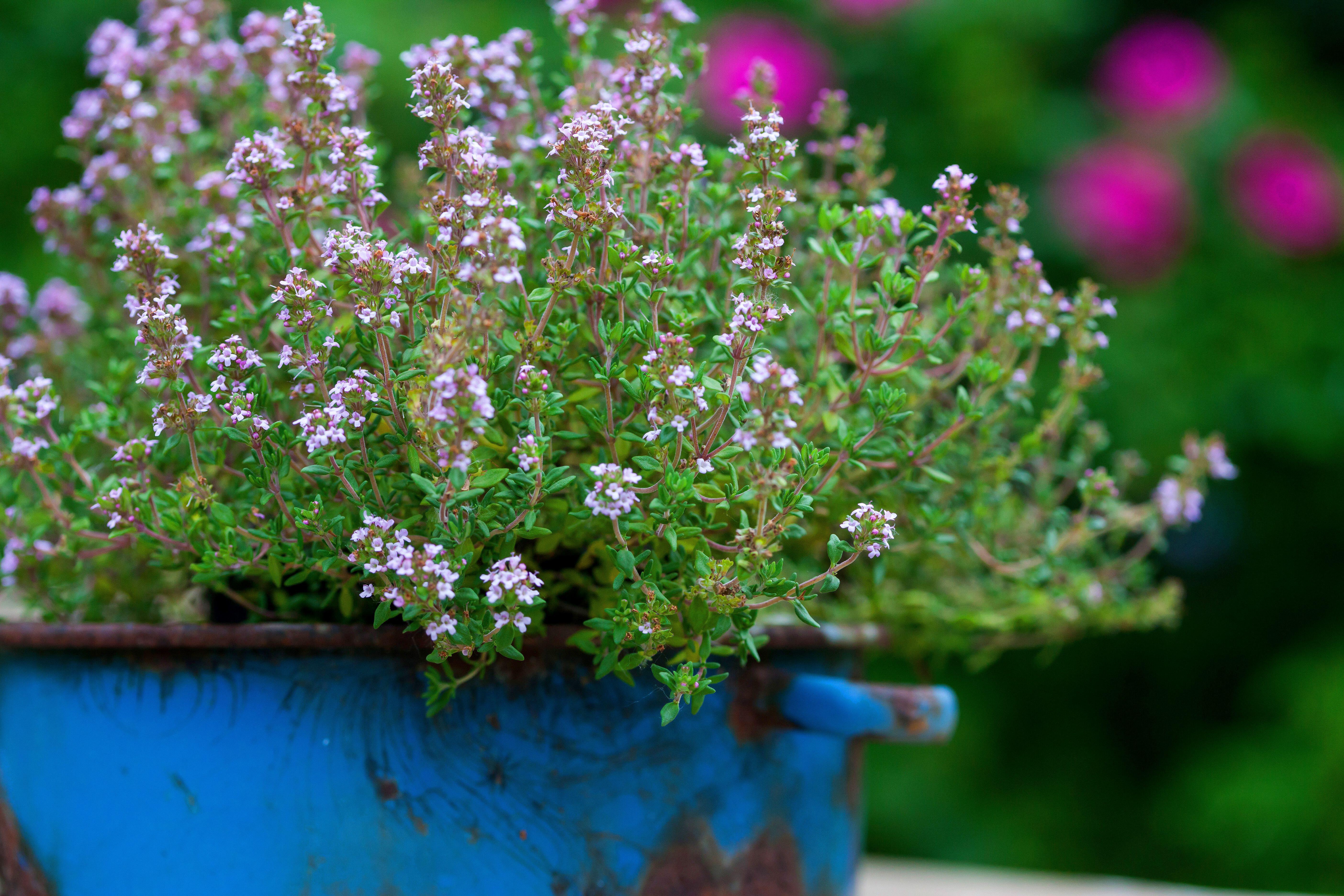 Pot of garden thyme (Alamy/PA)