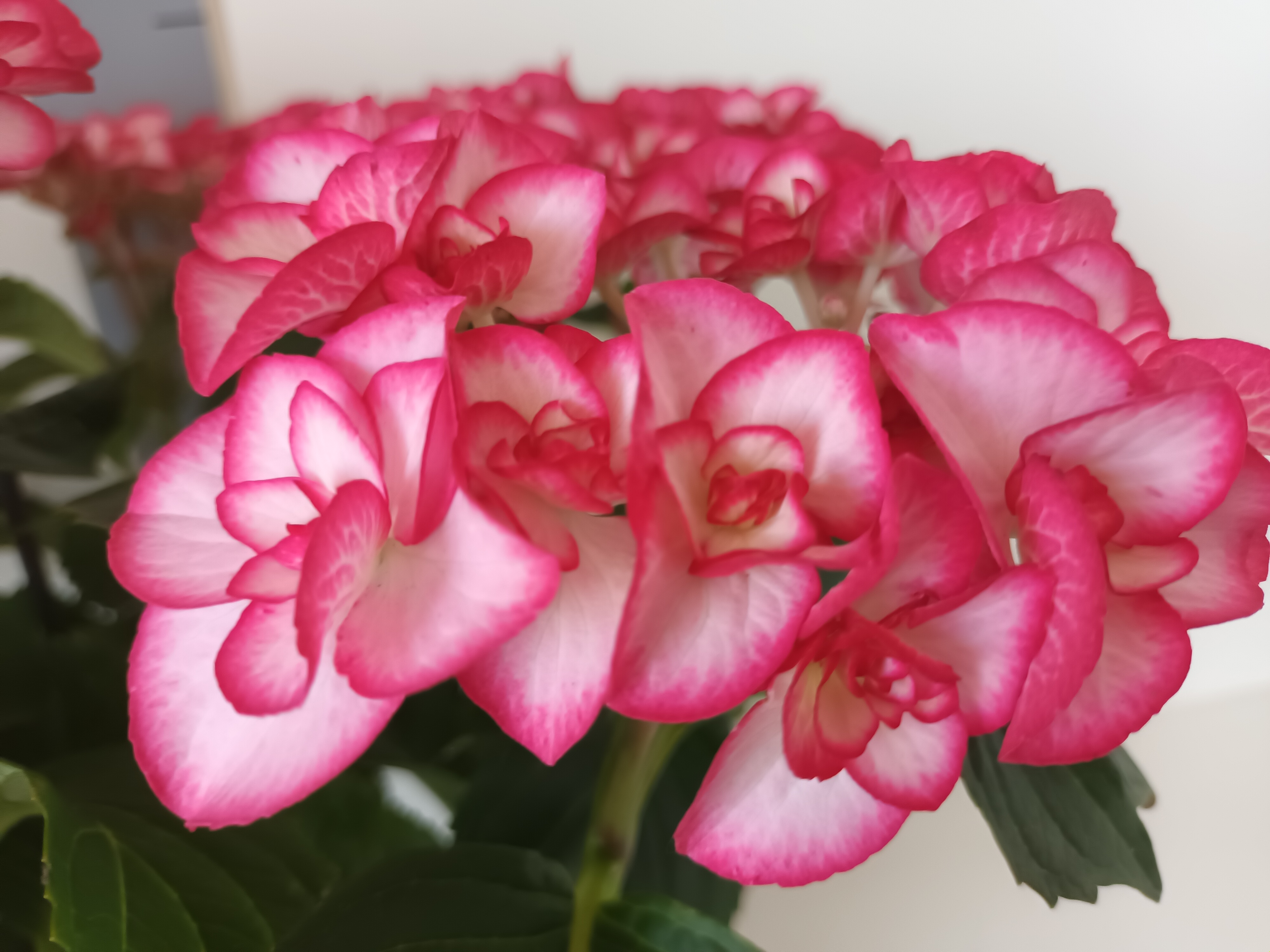 Hydrangea macrophylla 'Yulika' (Burncoose Nurseries/PA)