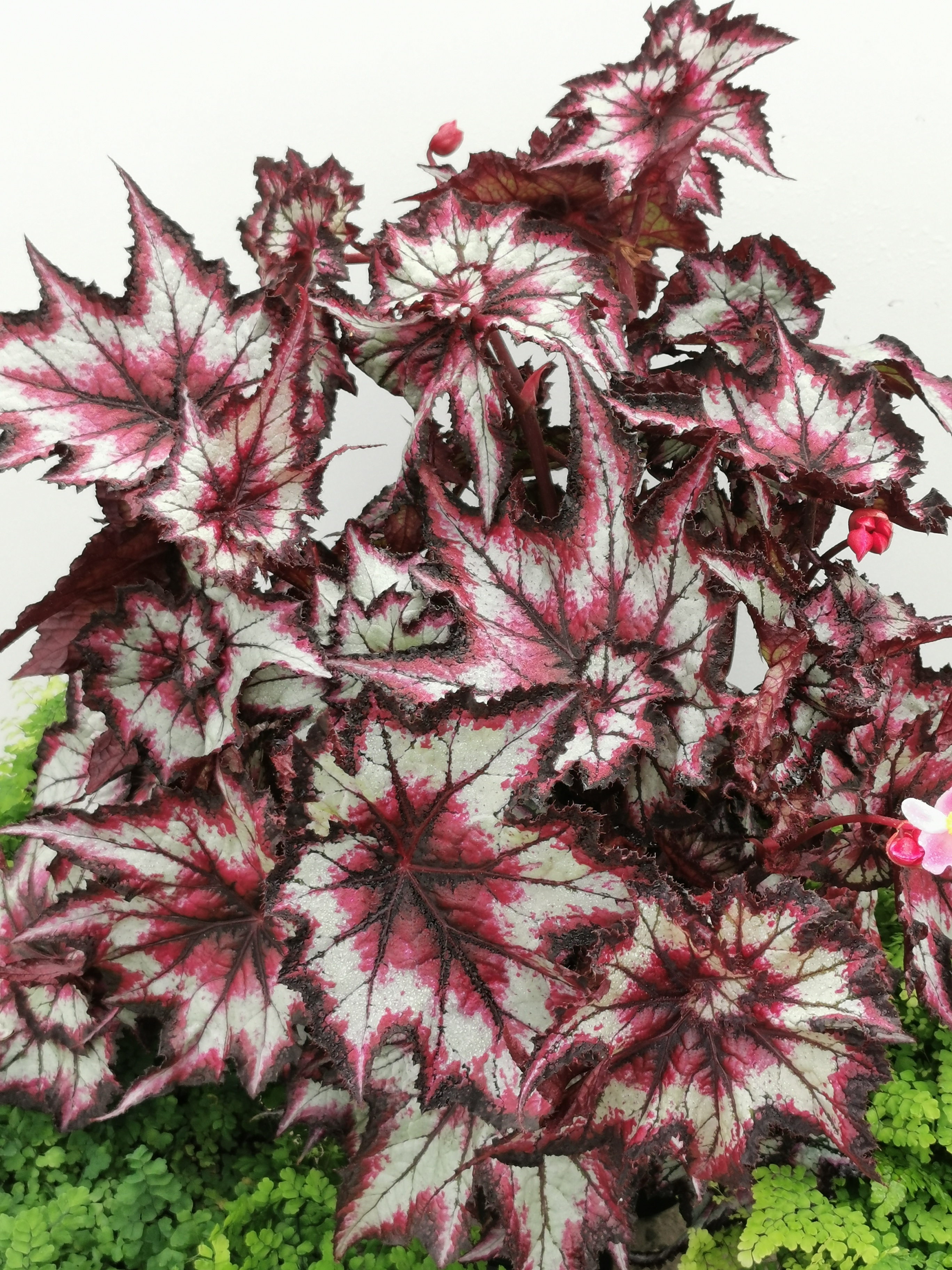 Begonia 'Stellar Storm' (Dibleys Nurseries/PA)